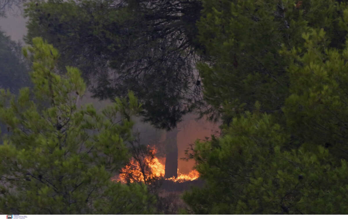 Ήπειρος: Φωτιά ανάμεσα σε Κόνιτσα Ιωαννίνων και Σαμαρίνα Γρεβενών