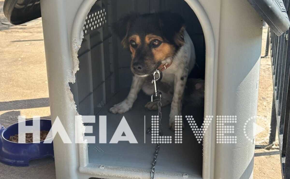 Ηλεία: Φίμωσαν αυτόν τον σκύλο σε διάρρηξη σπιτιού – «Βράζει» η Μακρίσια από τις κλοπές