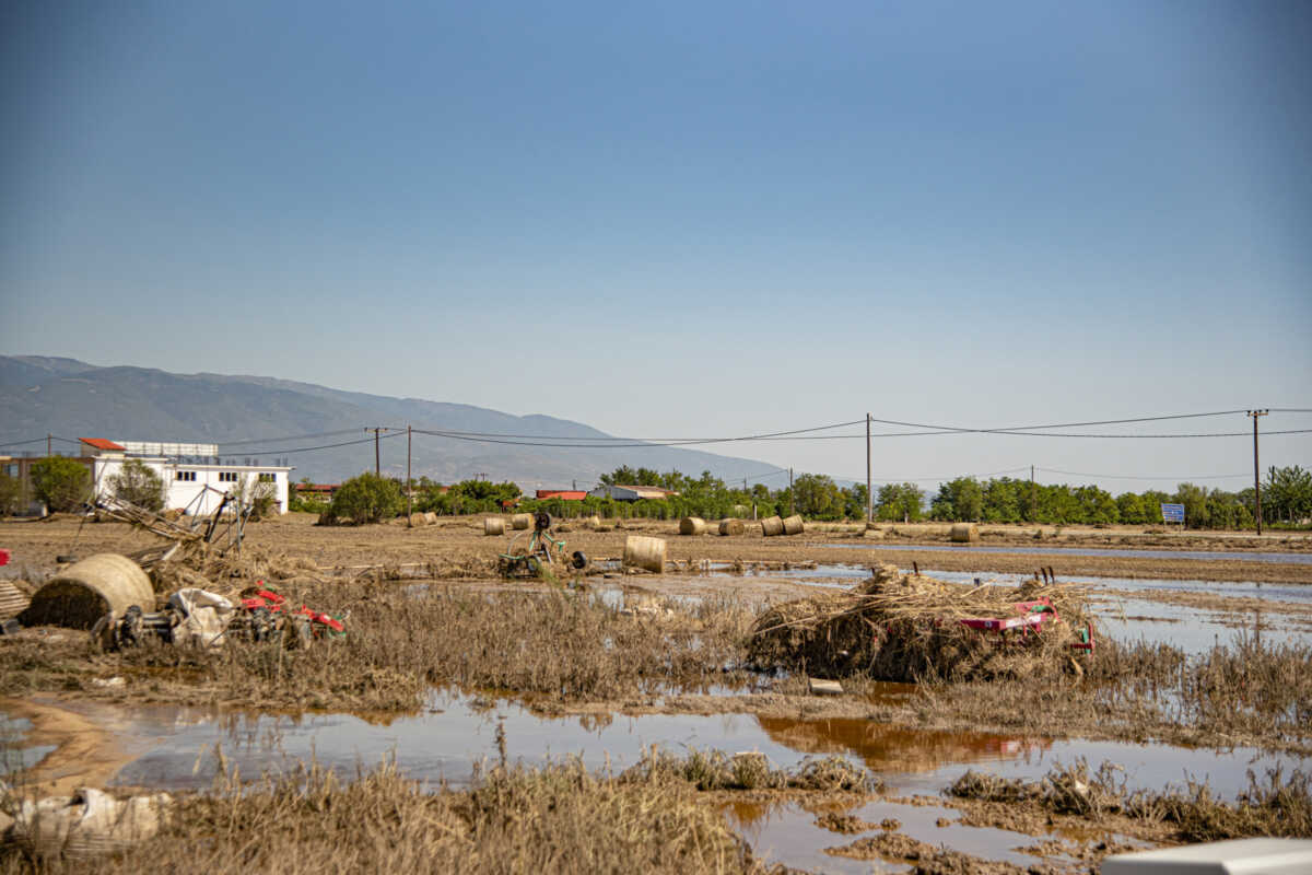 Κακοκαιρία – Θεσσαλία: «Όσα ζώα γλίτωσαν από πνιγμό θα πεθάνουν από πείνα» λένε οι κτηνοτρόφοι