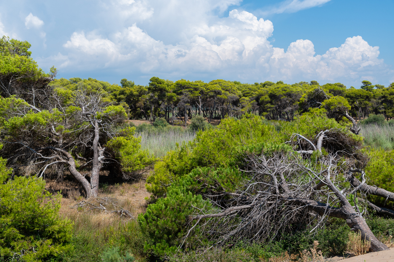 Πέντε μαγικά δάση της Ελλάδας που σίγουρα αξίζει να επισκεφτείς