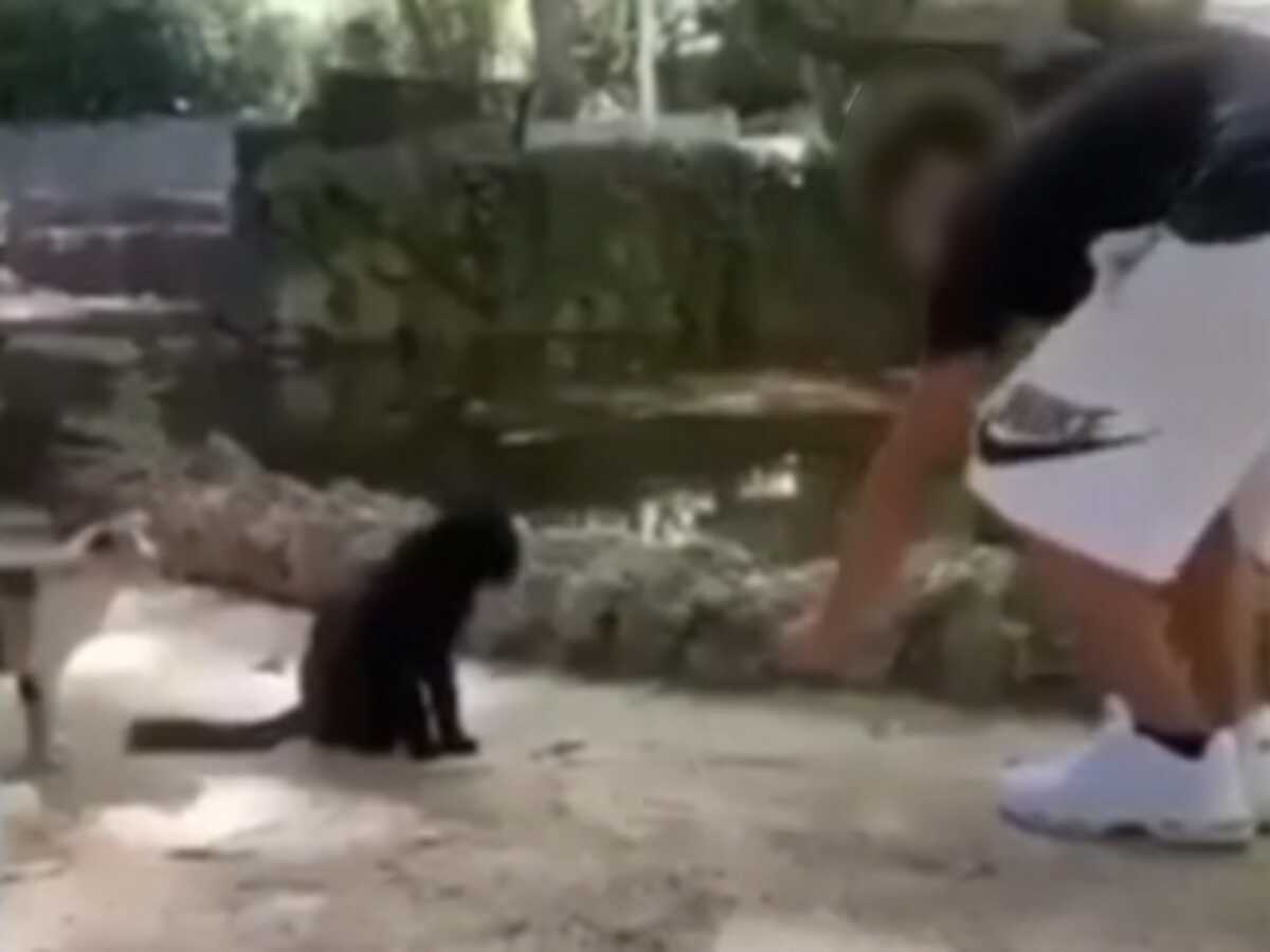 Ρόδος: Κλωτσιά έστειλε γάτα σε λίμνη – Αποτροπιασμός για τον δράστη που δελέασε το ζώο