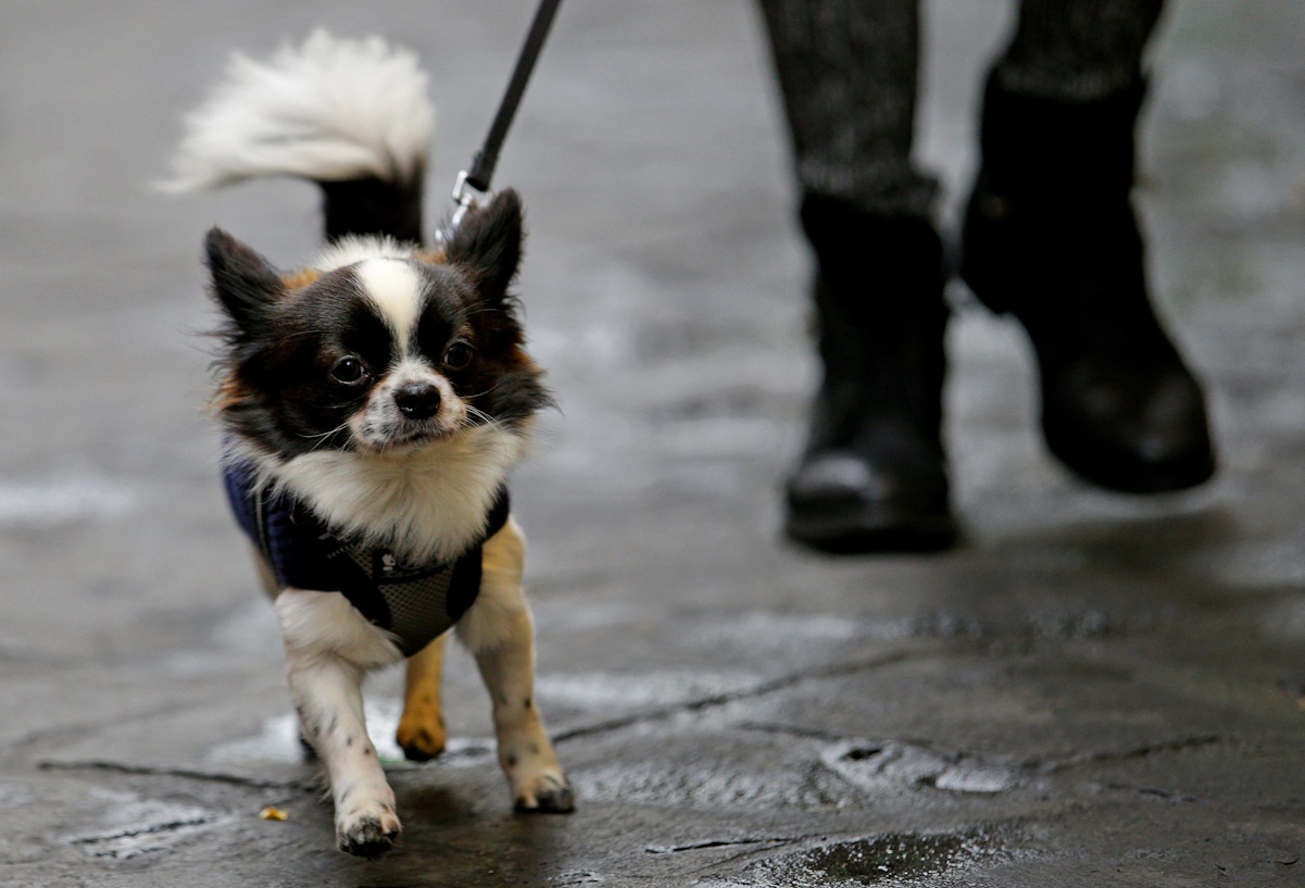 Ιταλία: Μέσω DNA θα βρίσκουν τους ιδιοκτήτες σκύλων που βρωμίζουν με περιττώματα τους δρόμους
