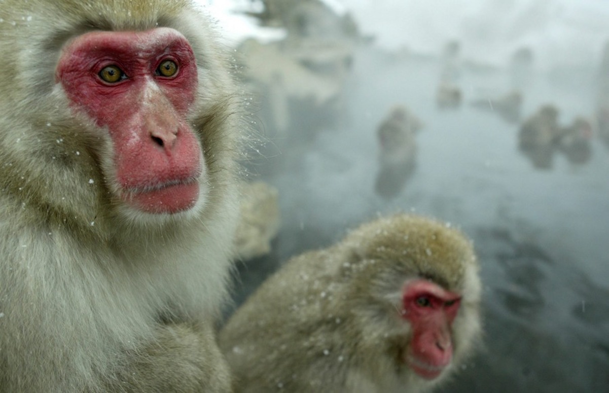 Κίνα: Ερευνητές κλωνοποίησαν τον πρώτο πίθηκο rhesus – Είναι το είδος που χρησιμοποιείται στην ιατρική έρευνα