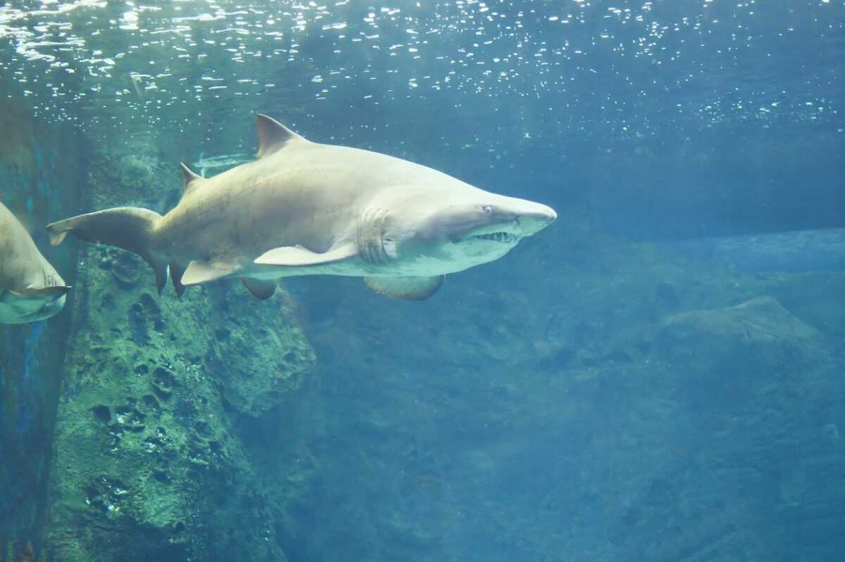 Χαβάη: Καρχαρίας σκότωσε σέρφερ