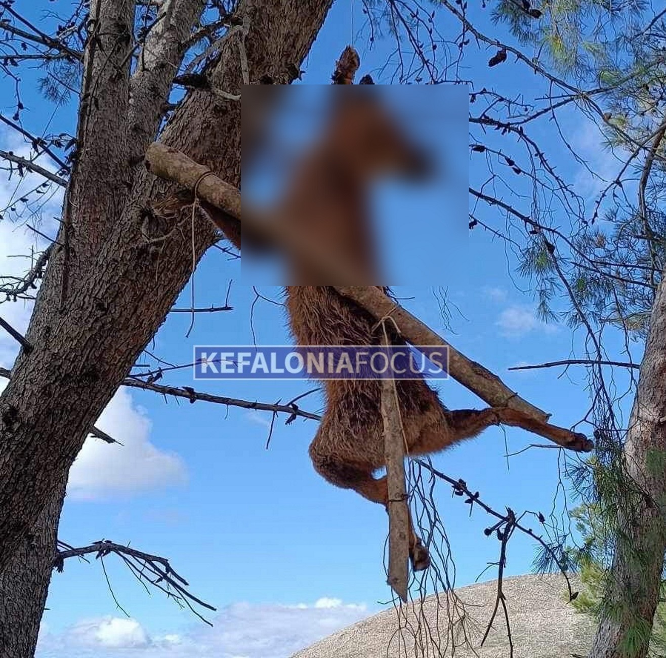 Κεφαλονιά: Σκότωσαν και σταύρωσαν αλεπού σε δέντρο – Σοκάρουν οι εικόνες της κτηνωδίας