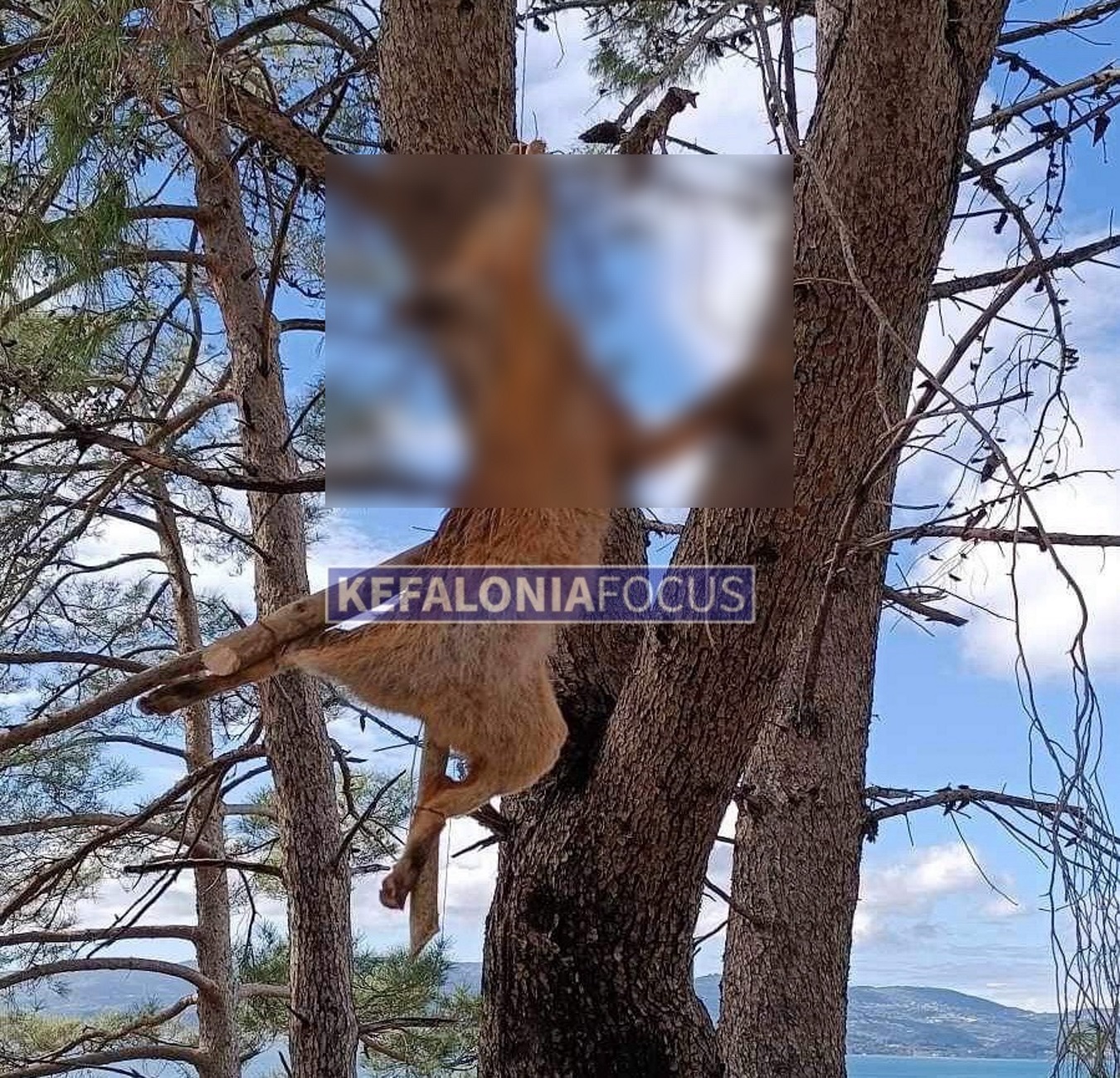 Κεφαλονιά: Σκότωσαν και σταύρωσαν αλεπού σε δέντρο – Σοκάρουν οι εικόνες της κτηνωδίας