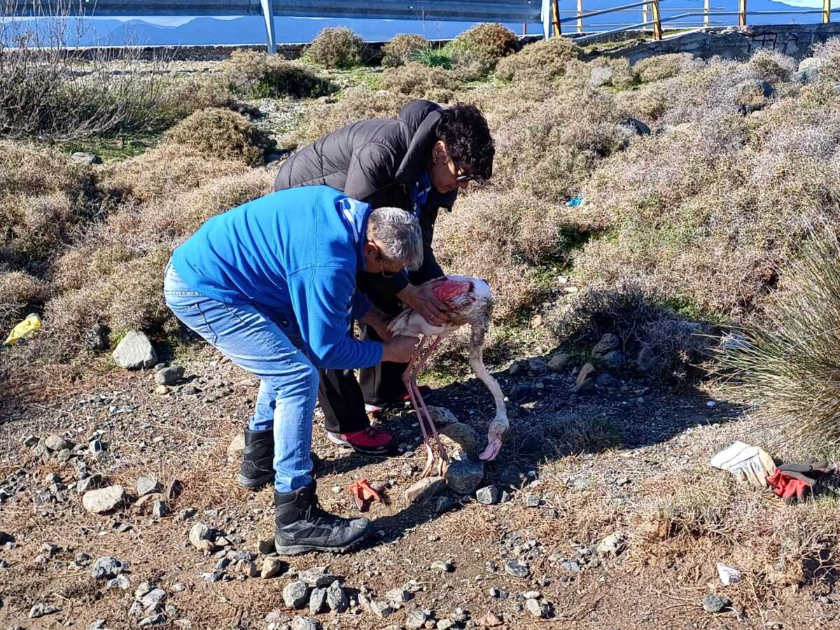 Μυτιλήνη: Οι πρόσκοποι έσωσαν φλαμίνγκο στους υγρότοπους της Λέσβου