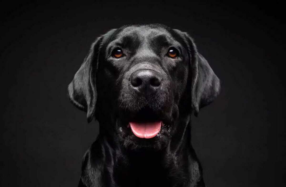 Θεσσαλονίκη: Σκύλοι – πρωταθλητές αλλά και πρωταγωνιστές σε ταινίες έρχονται στο Discover Dogs 2024 στη ΔΕΘ