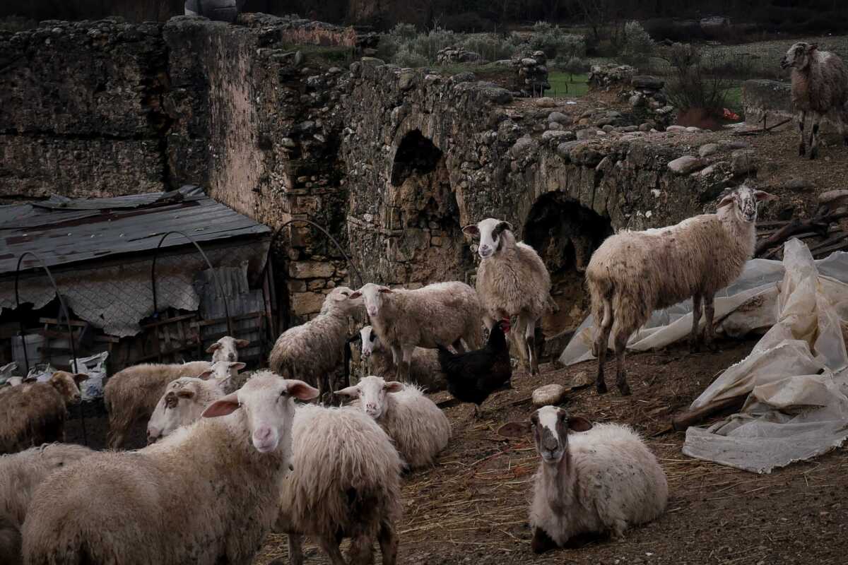 Ηράκλειο: Πήγε στο μαντρί της και αντίκρισε 70 αρνιά νεκρά