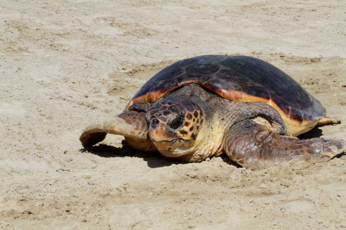 Κλιματική Αλλαγή: Νωρίτερα από άλλες χρονιές η ωοτοκία για τις χελώνες καρέτα – καρέτα