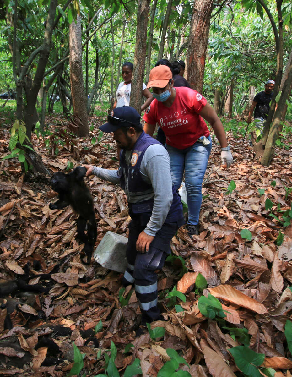 Μεξικό: Κάνει τόση ζέστη που οι μαϊμούδες πέφτουν νεκρές από τα δέντρα
