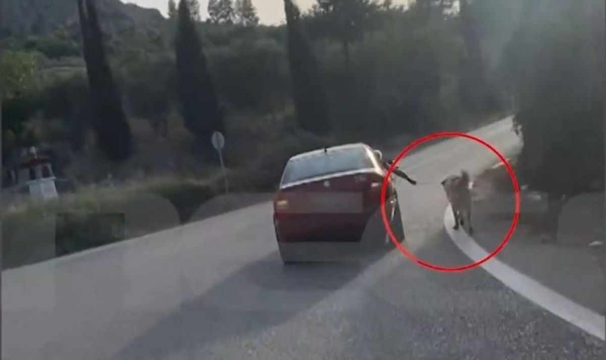 Σοκαριστικές εικόνες στο Ναύπλιο: Κρατούσαν από το λουρί σκύλο που έτρεχε πλάι σε εν κινήσει αυτοκίνητο