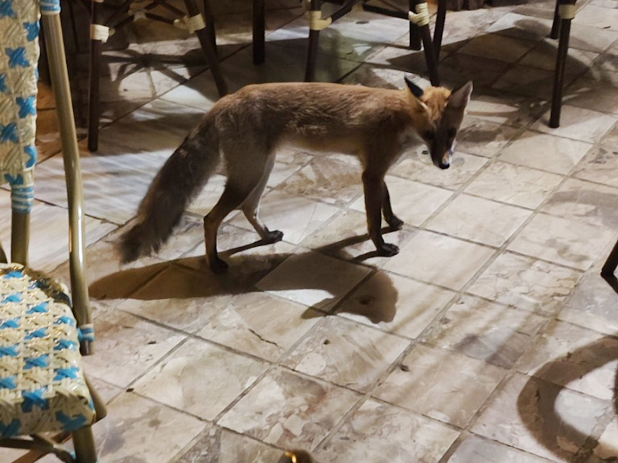 Λουτράκι: Η οικόσιτη αλεπού που συμβιώνει κανονικά μαζί με ανθρώπους