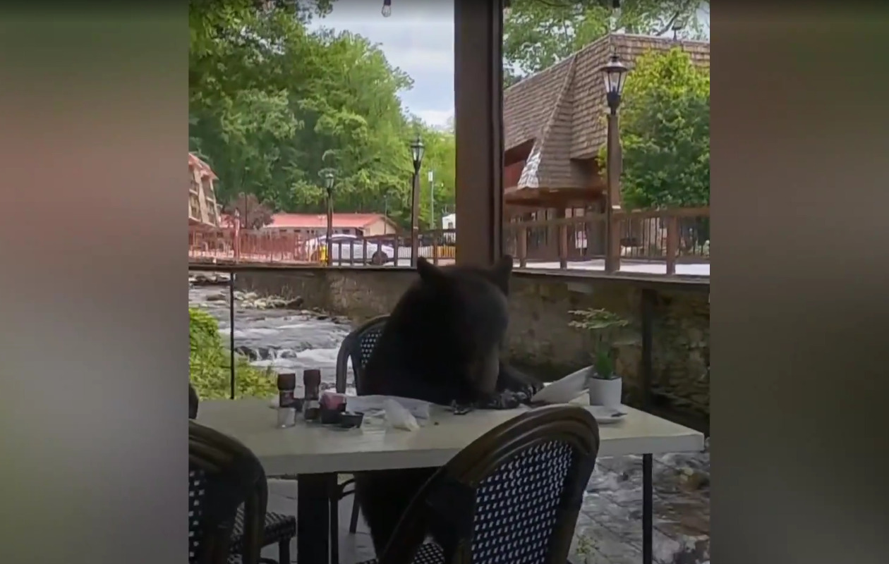 ΗΠΑ: Αρκούδα πήδηξε τα κάγκελα εστιατορίου και απόλαυσε το γεύμα της σε τραπέζι με ειδυλλιακή θέα