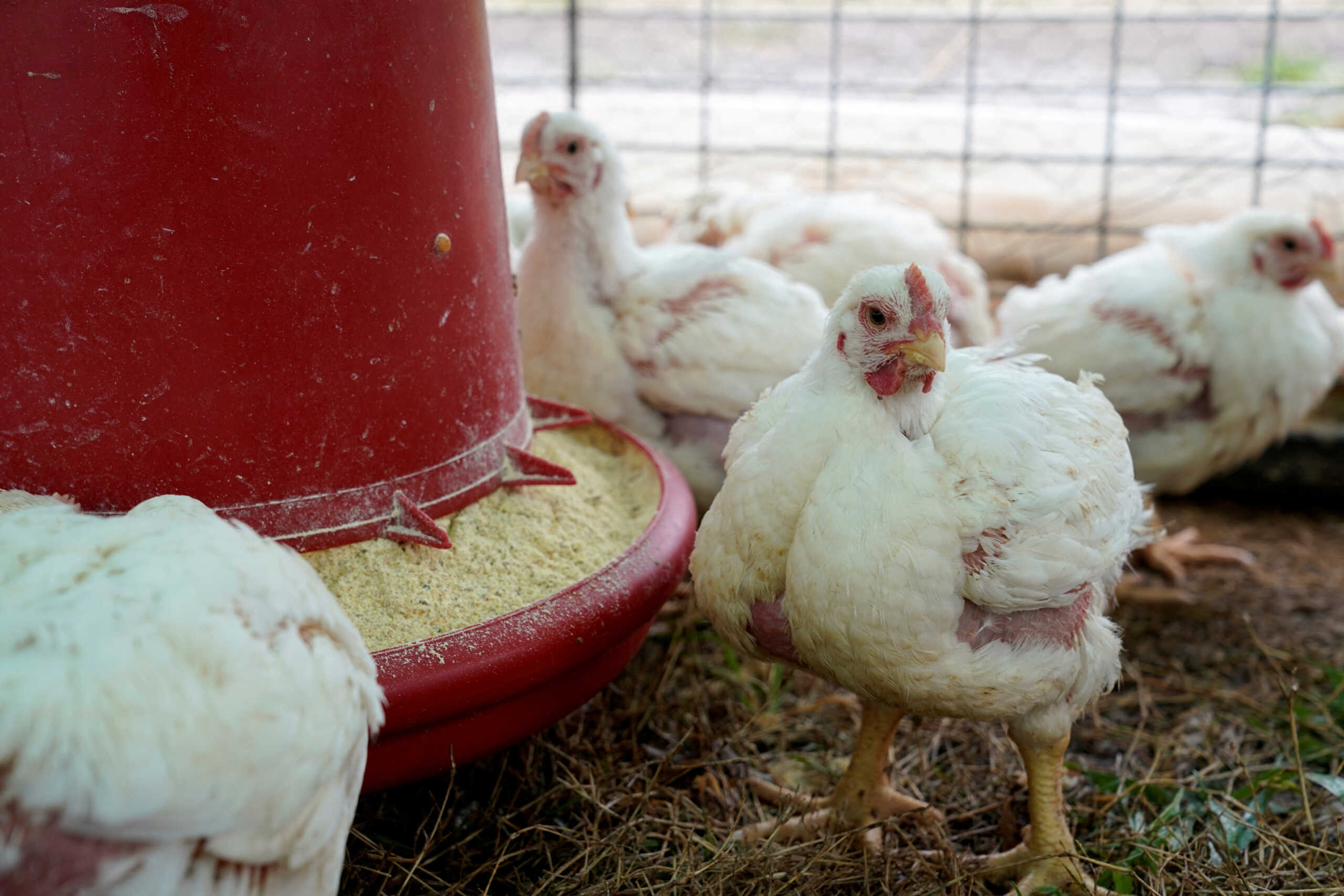 Γρίπη των πτηνών: Πρώτο κρούσμα σε άνθρωπο καταγράφηκε στην Αυστραλία