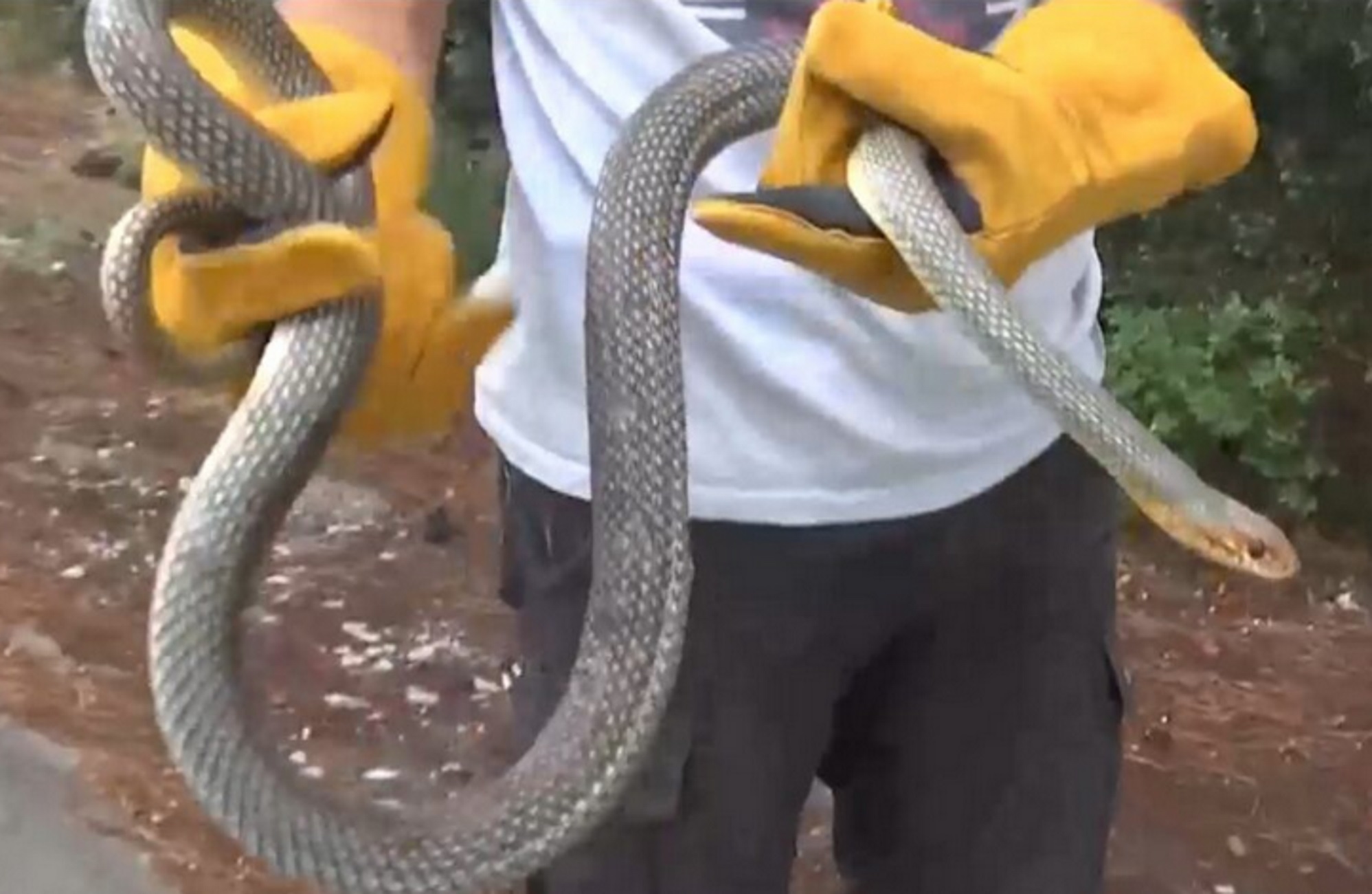 Θεσσαλονίκη: Αυτό είναι το φίδι με μήκος δύο μέτρα που αναστάτωσε σπίτι στο Πανόραμα