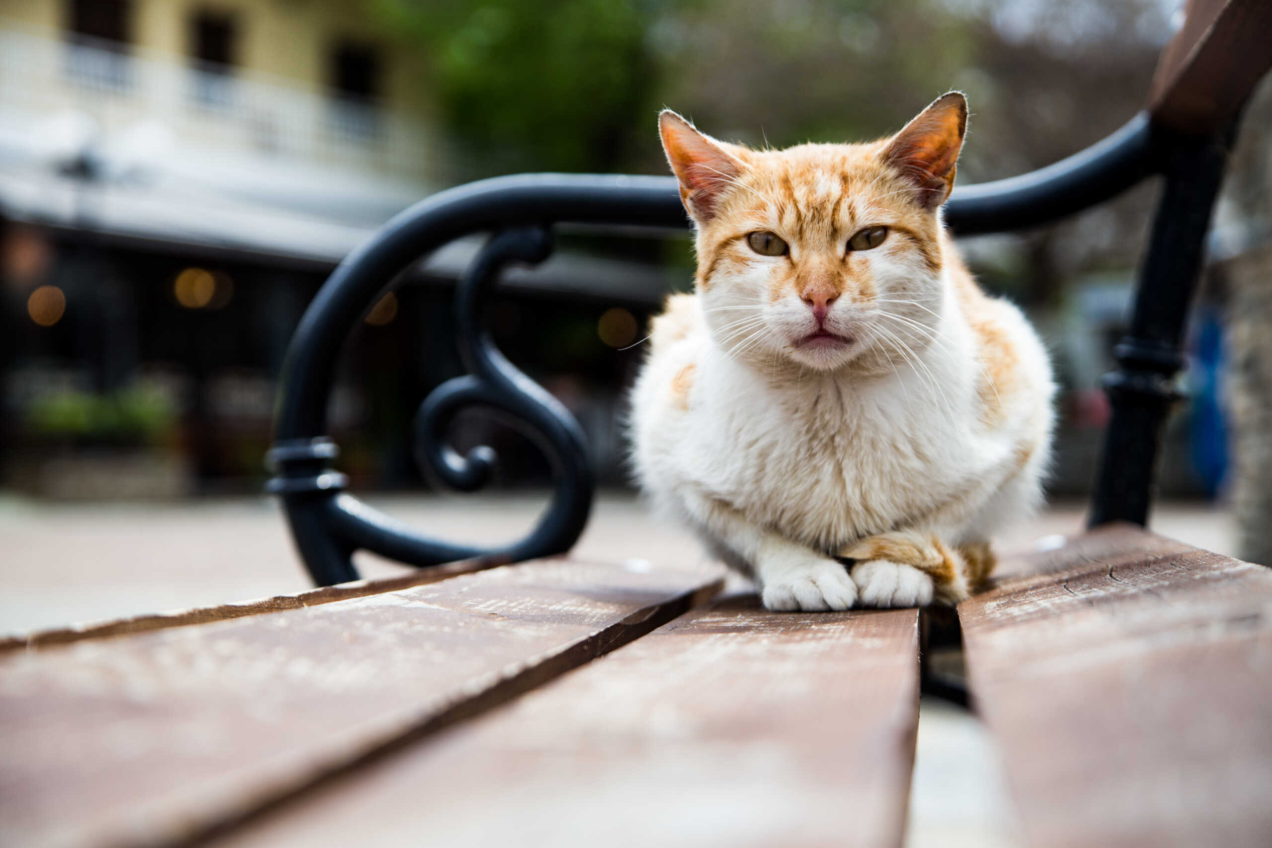 Βόλος: Έβαλε φάκες για ποντίκια στο σπίτι ενοικιαστή του και πιάστηκε η ουρά της γάτας του