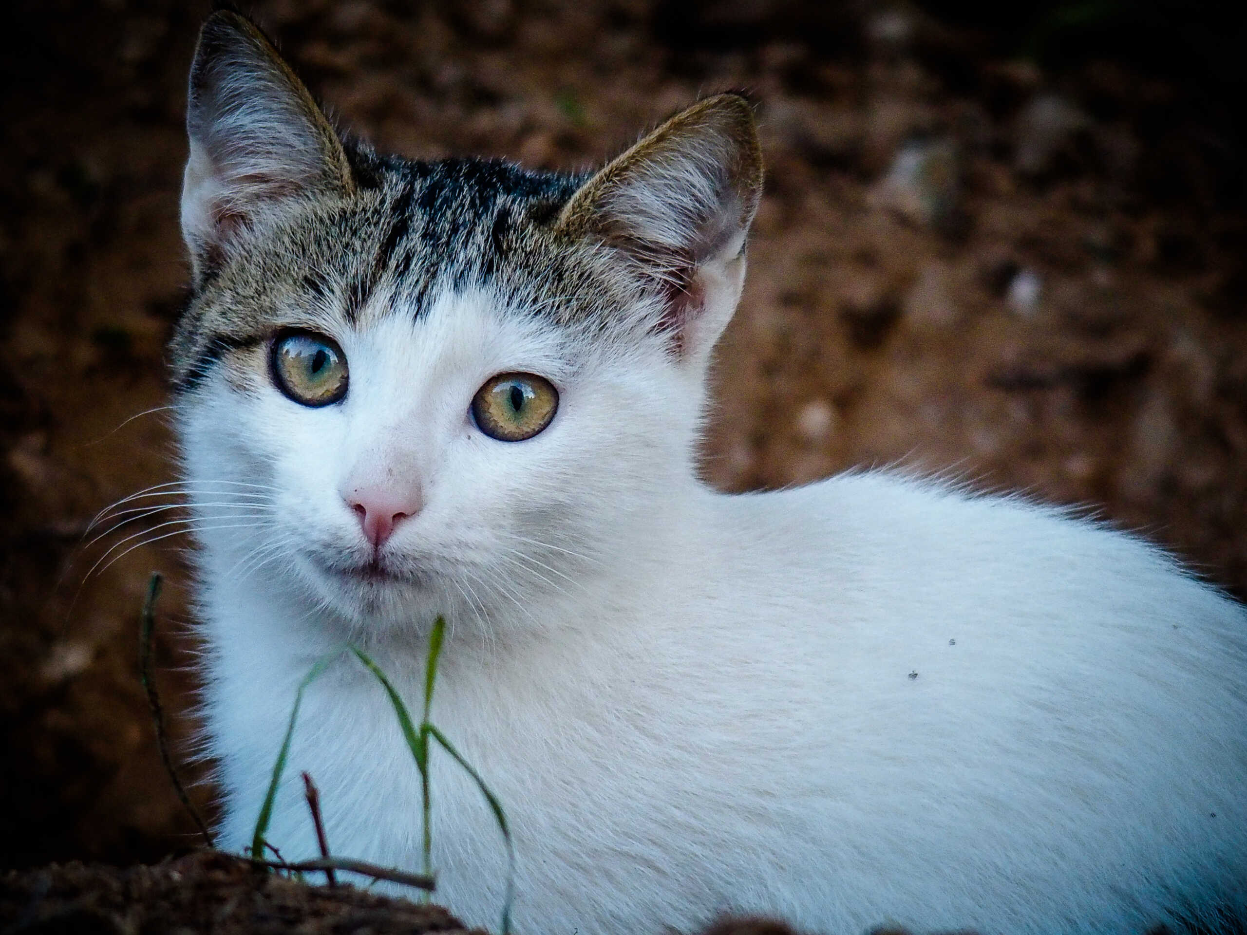 Πάτμος: Επιθέσεις σε γάτες με οξύ καταγγέλλουν φιλόζωοι, προσοχή σκληρές εικόνες
