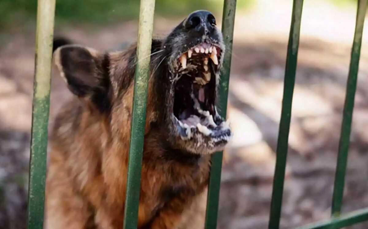 Καλαμάτα: Σε νοσοκομείο της Αθήνας το 6χρονο κορίτσι που δέχτηκε επίθεση από σκύλο στην Υάμεια