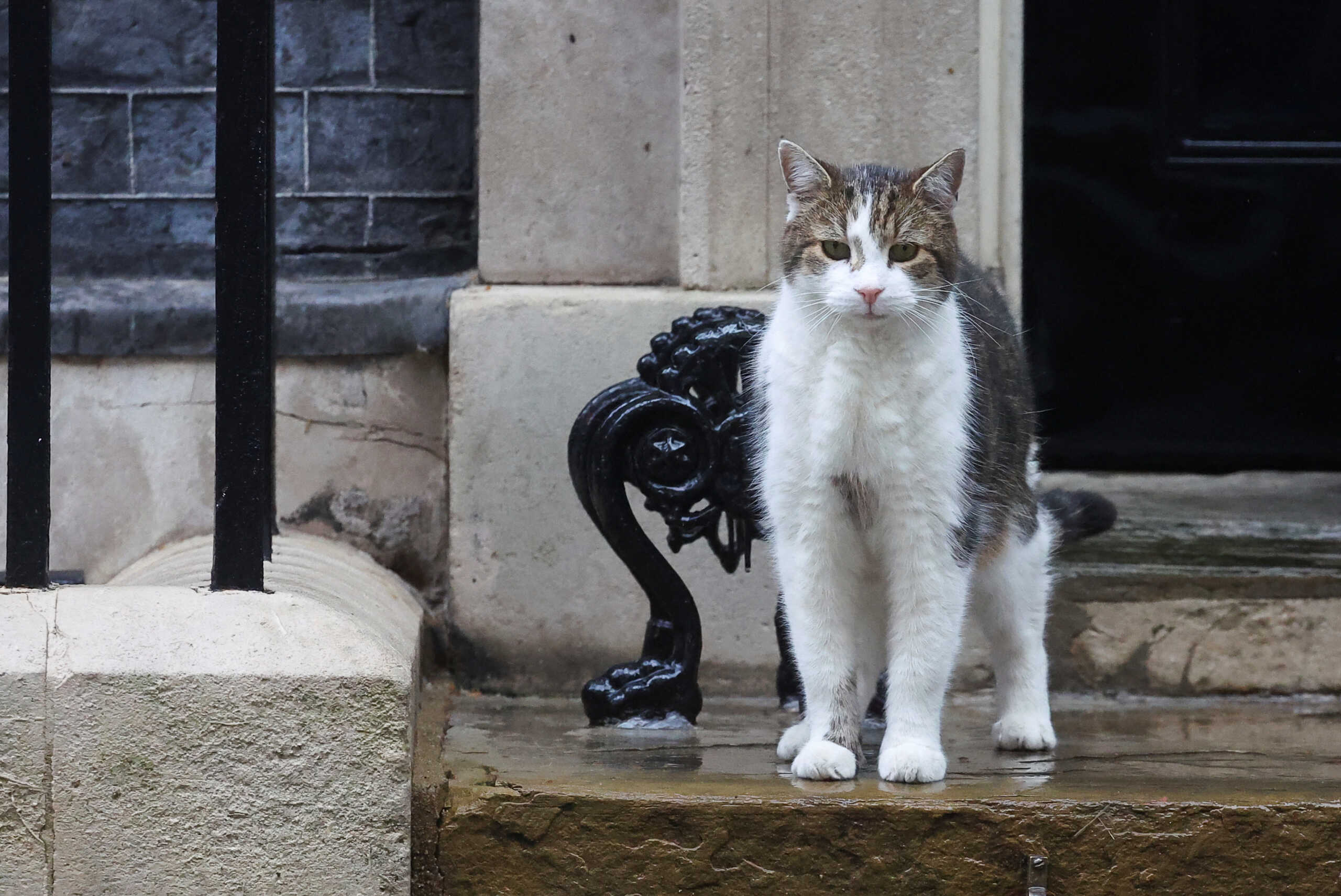 Εκλογές στη Βρετανία: Που ήταν ο Λάρι ο γάτος την ώρα του διαγγέλματος του Ρίσι Σούνακ