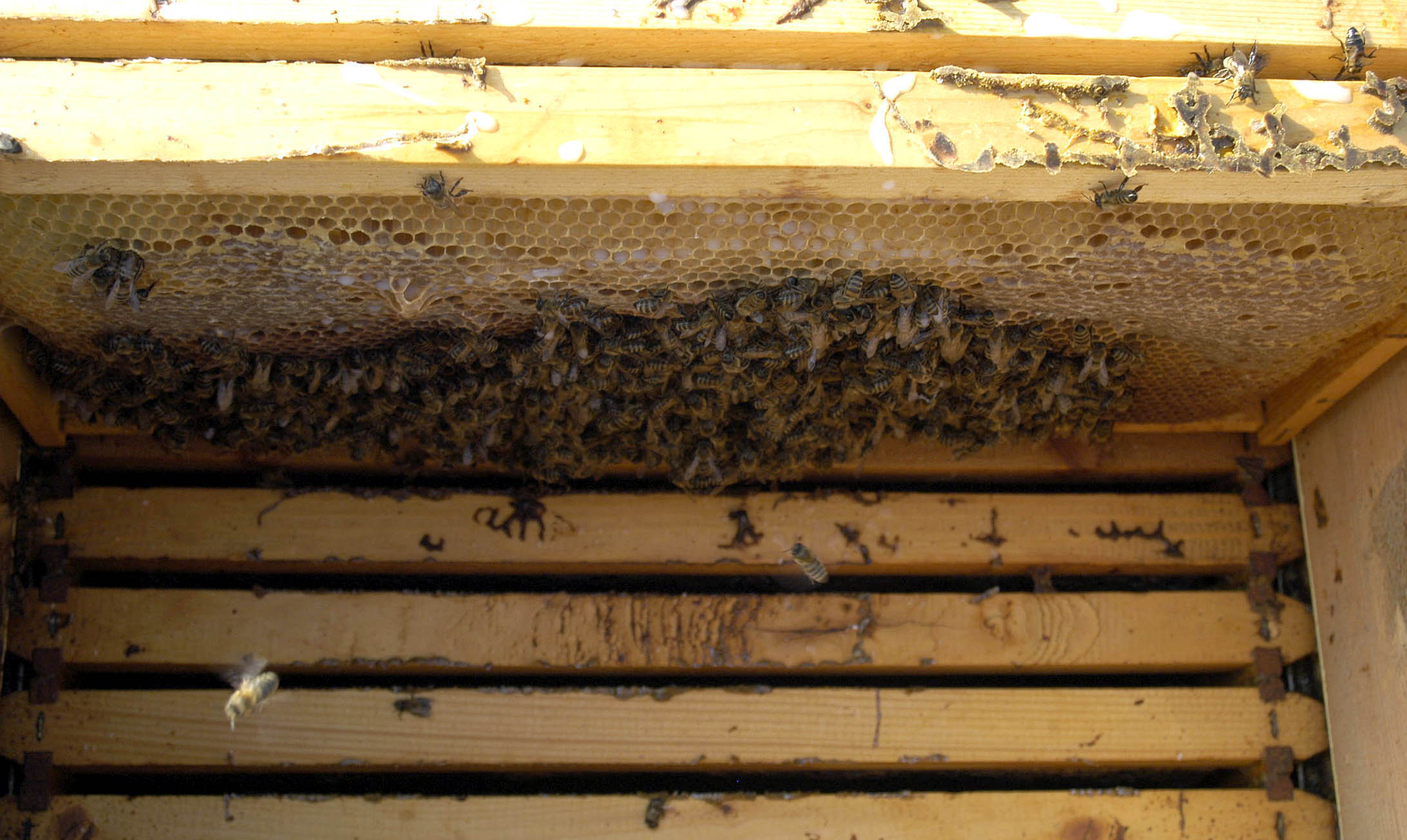 Μυτιλήνη: Σμήνος από μέλισσες επιτέθηκε σε επιβάτες αυτοκινήτου, πληροφορίες για άτομο χωρίς αισθήσεις