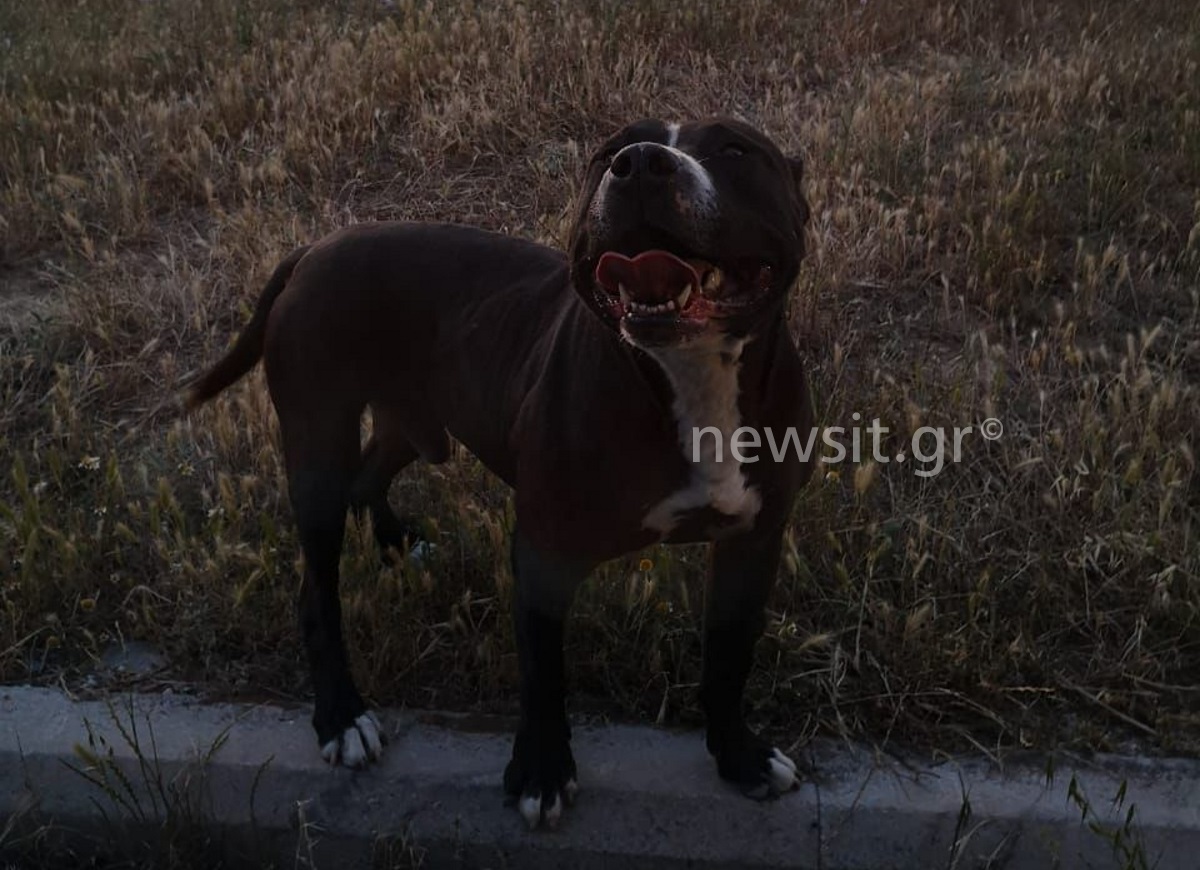 Θεσσαλονίκη: «Κομμάτιασε το σκυλάκι και δάγκωσε την γυναίκα» –  Σοκαριστικές μαρτυρίες για την επίθεση πιτ μπουλ και βίντεο που βολτάρει ελεύθερο