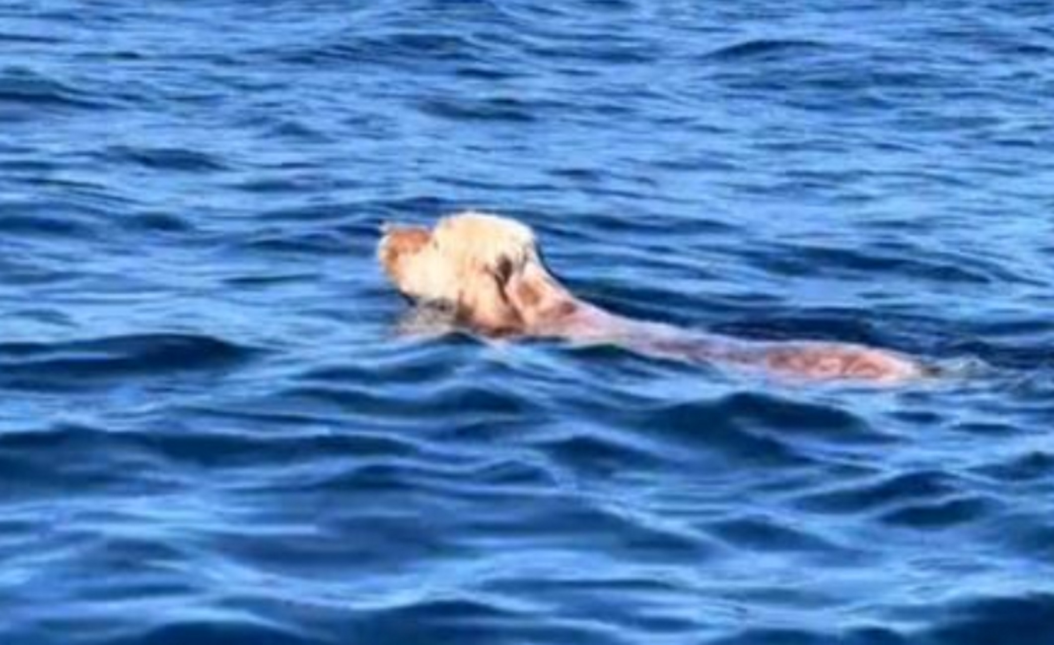 Πάρος: Σκύλος διασώθηκε στη θάλασσα από  Έλληνα TikToker, δείτε τα βίντεο