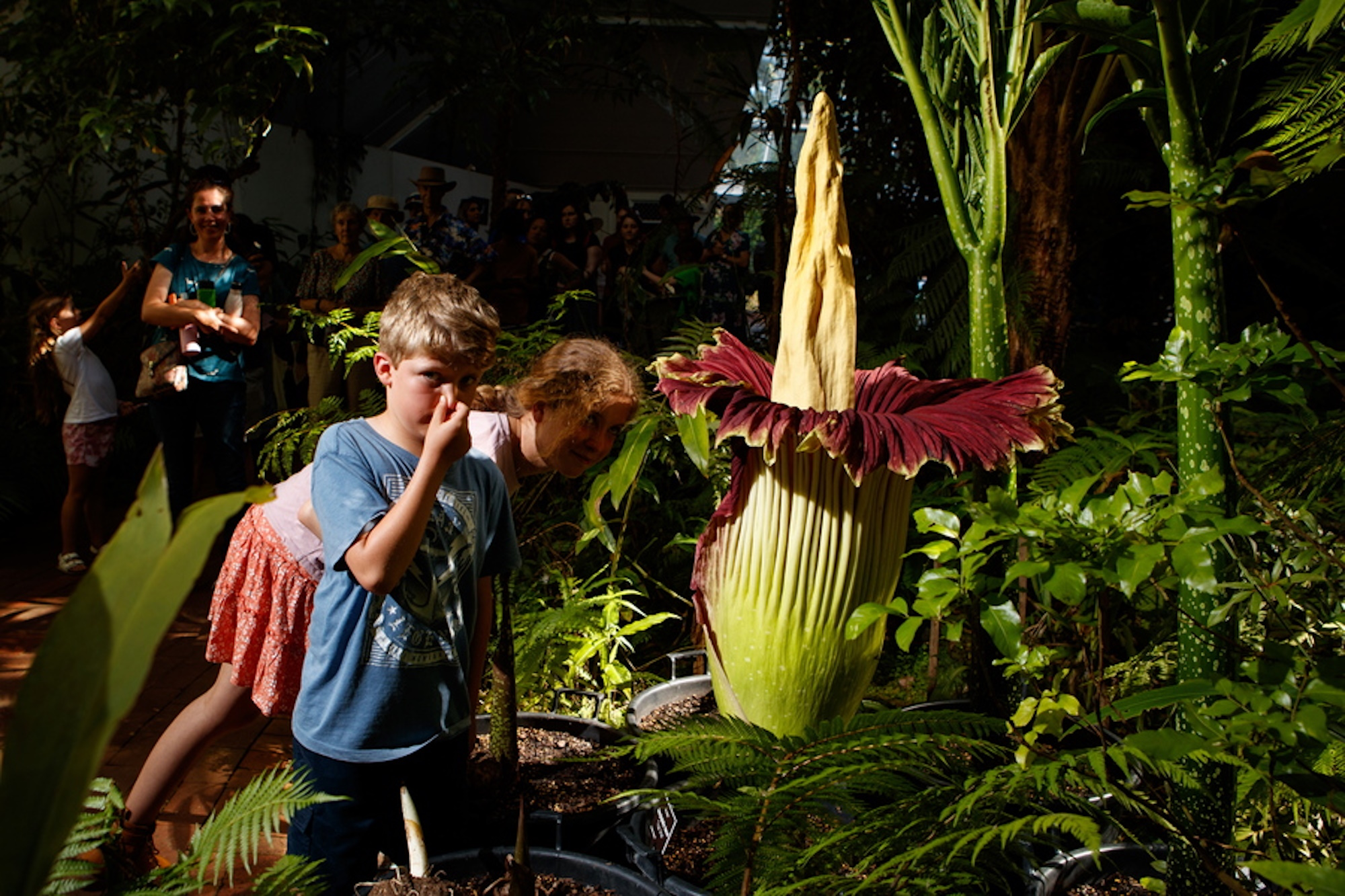 Στο Βέλγιο θαυμάζουν τον «Φαλλό του Τιτάνα» το γιγάντιο λουλούδι που ανθίζει μία φορά στα 3 χρόνια για λίγες ώρες