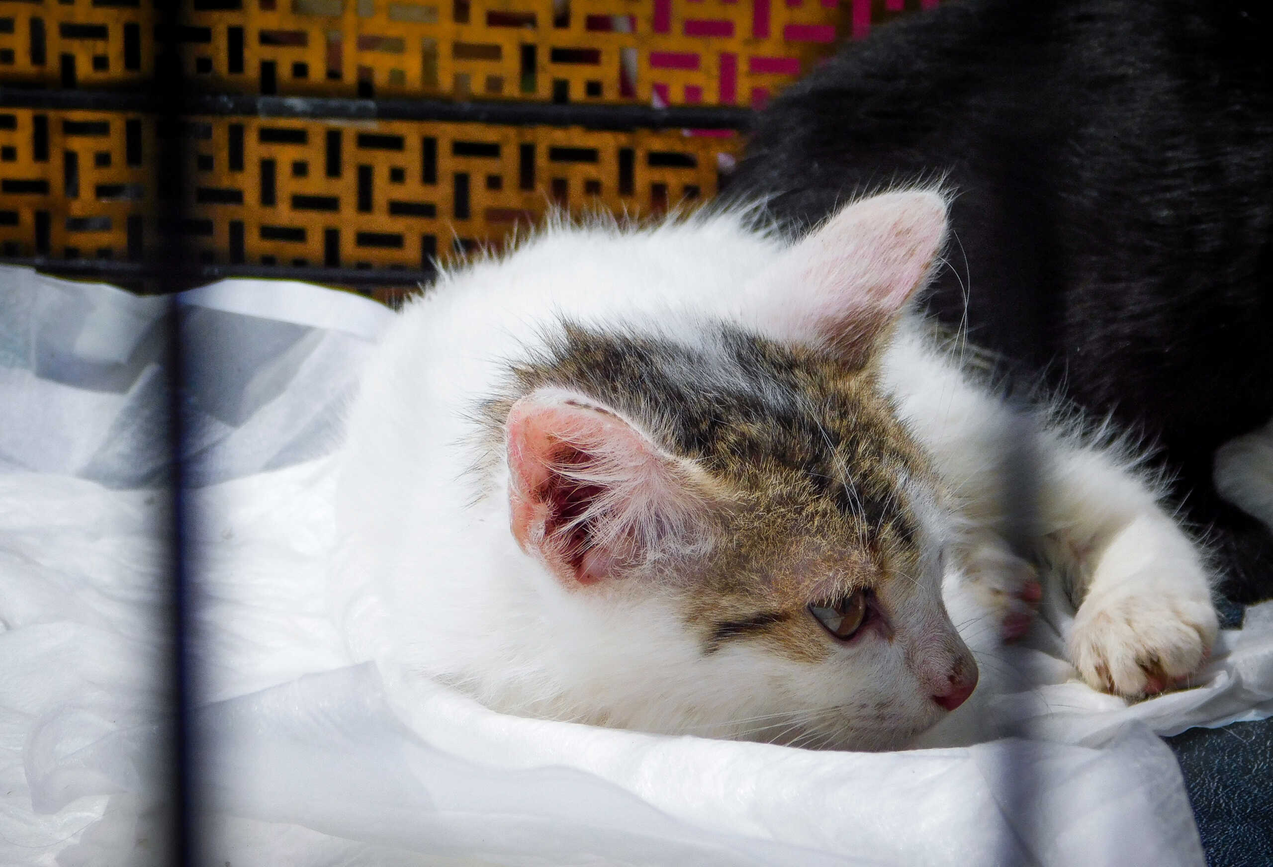 Έκλεισαν γάτα σε τσουβάλι και την παράτησαν στα Καμίνια – Ψάχνουν υλικό από κάμερες