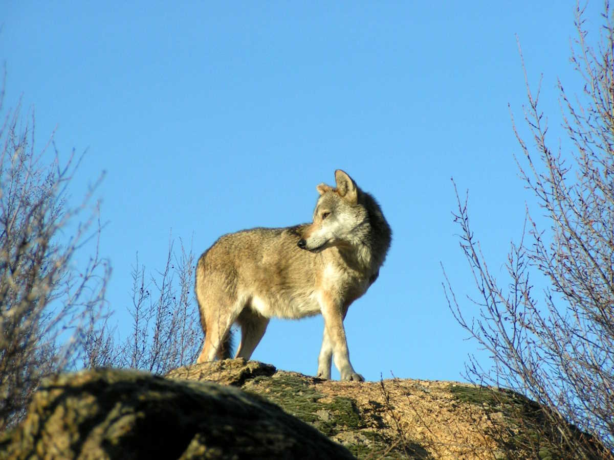 «Σοφοκλής»: Ο λύκος που ταξίδεψε από την Πάρνηθα μέχρι τον Παρνασσό