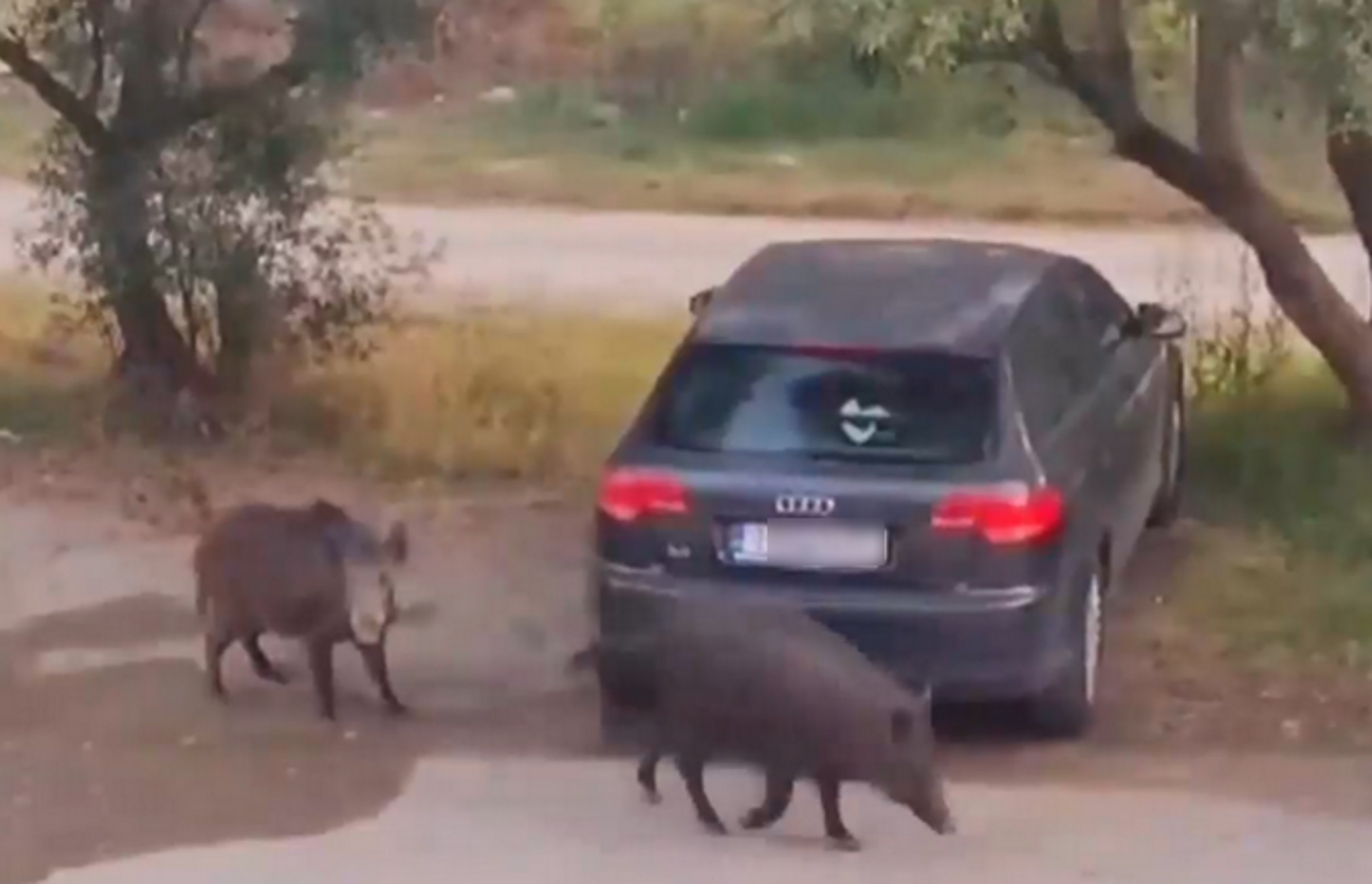 Θεσσαλονίκη: Βίντεο με τα αγριογούρουνα στη Θέρμη που μπαίνουν ακόμα και σε αυλές σπιτιών