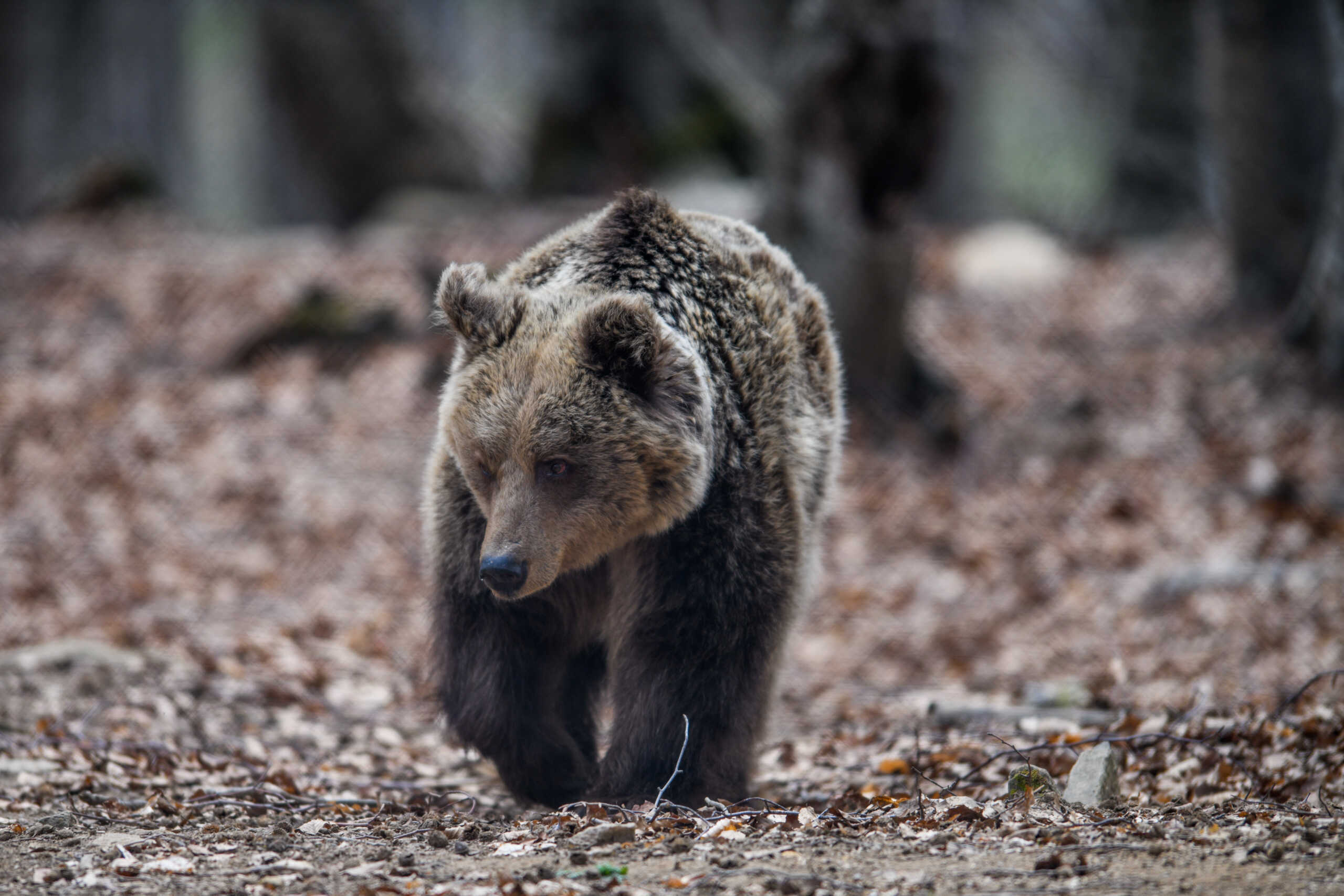 Καστοριά: Τι συμβαίνει με τις αρκούδες που κατεβαίνουν όλο και πιο συχνά σε κατοικημένες περιοχές