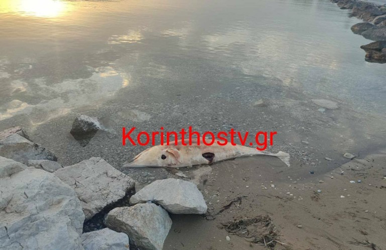 Κορινθία: Δελφίνι ξεβράστηκε νεκρό στην παραλία Λεχαίου