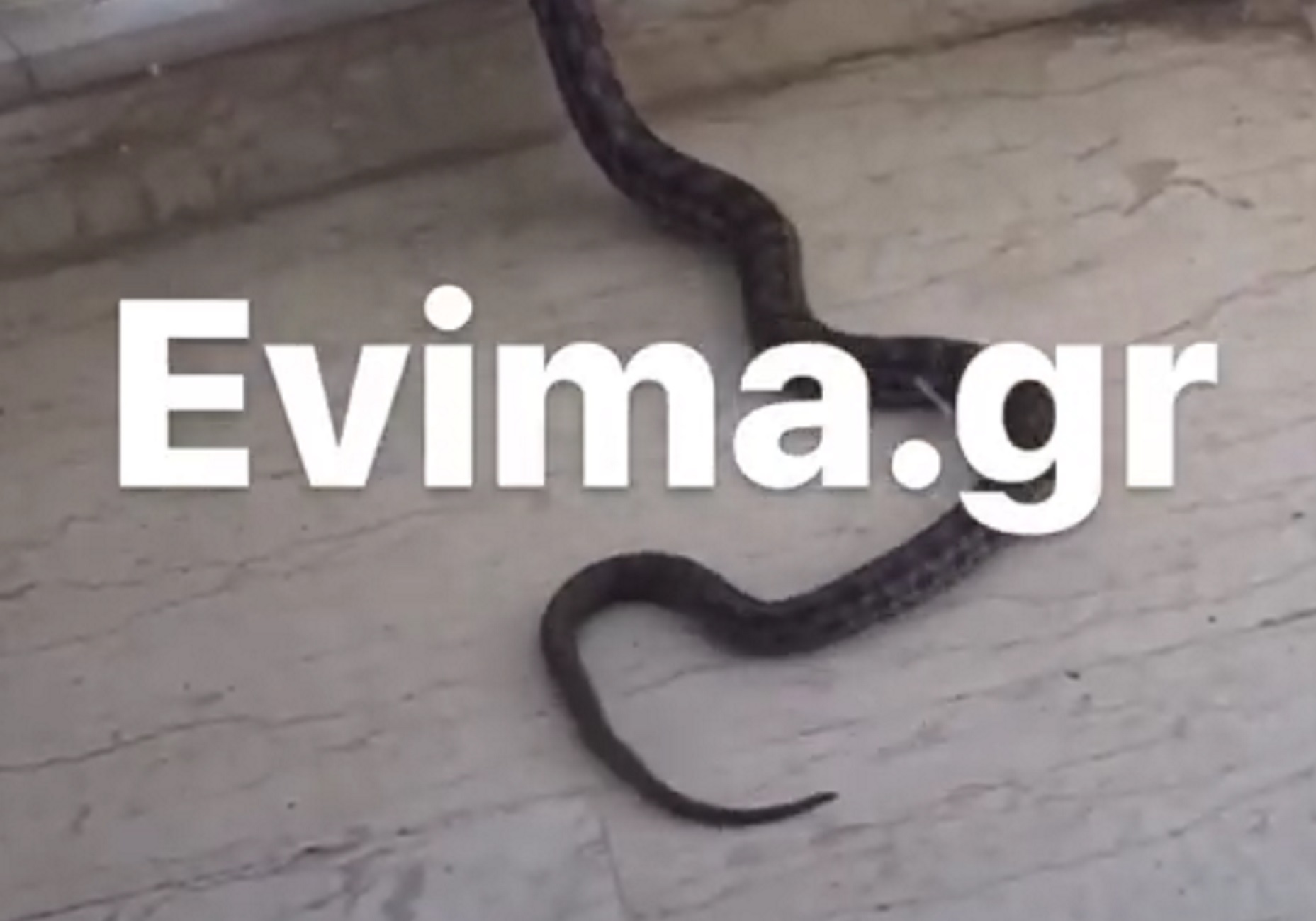 Βίντεο: Φίδι έφτασε στον δεύτερο όροφο πολυκατοικίας στην Εύβοια, τι λέει η ιδιοκτήτρια
