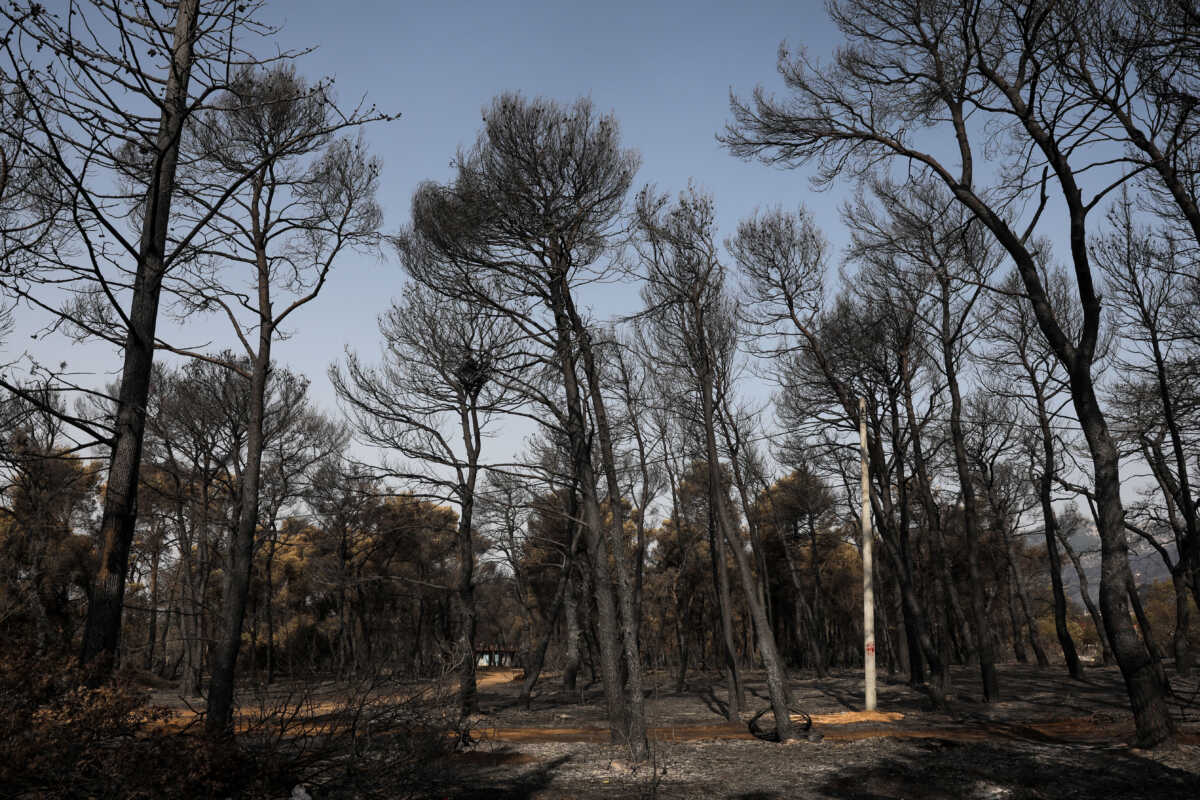 Βαρυμπόμπη: Ιδιοκτήτης ταβέρνας συνελήφθη για τη φωτιά, αύριο οδηγείται στον εισαγγελέα