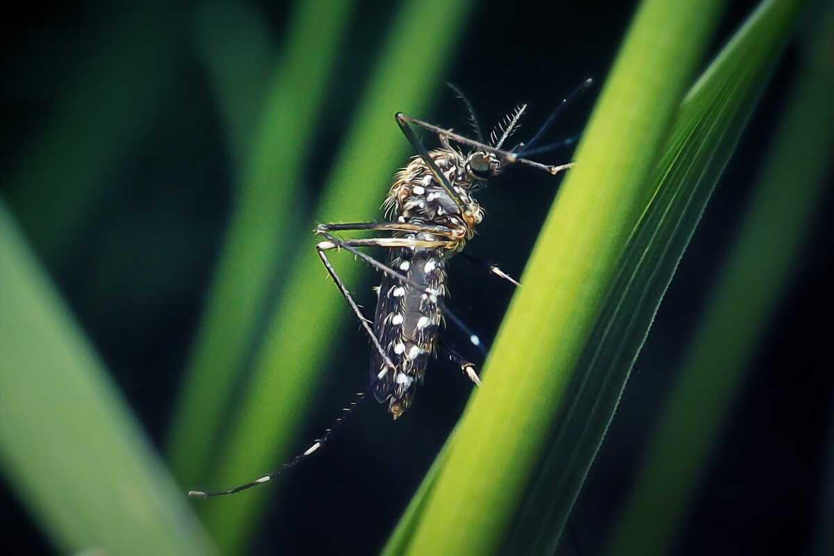 Δάγκειος πυρετός: Καμπανάκι ECDC για ραγδαία αύξηση κρουσμάτων στην Ευρώπη λόγω κουνουπιών