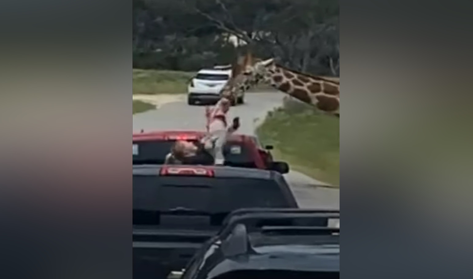Τέξας: Καμηλοπάρδαλη άρπαξε κοριτσάκι μέσα από φορτηγάκι και το σήκωσε στον αέρα