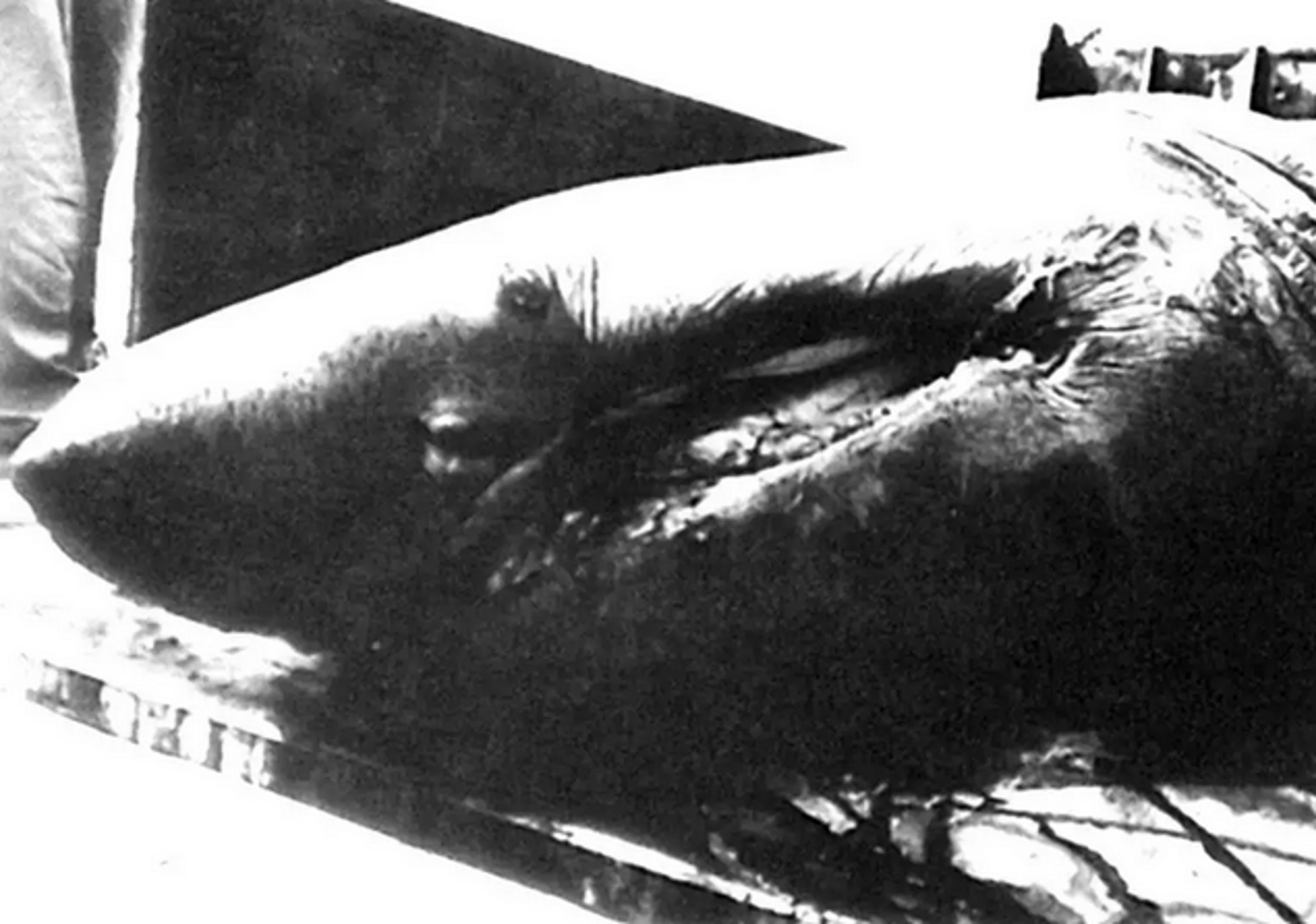 Άγιοι Θεόδωροι: Το καρχαριοειδές των 7,5 μέτρων που ζύγιζε 2,5 τόνους και σήκωσαν ψαράδες το 1992