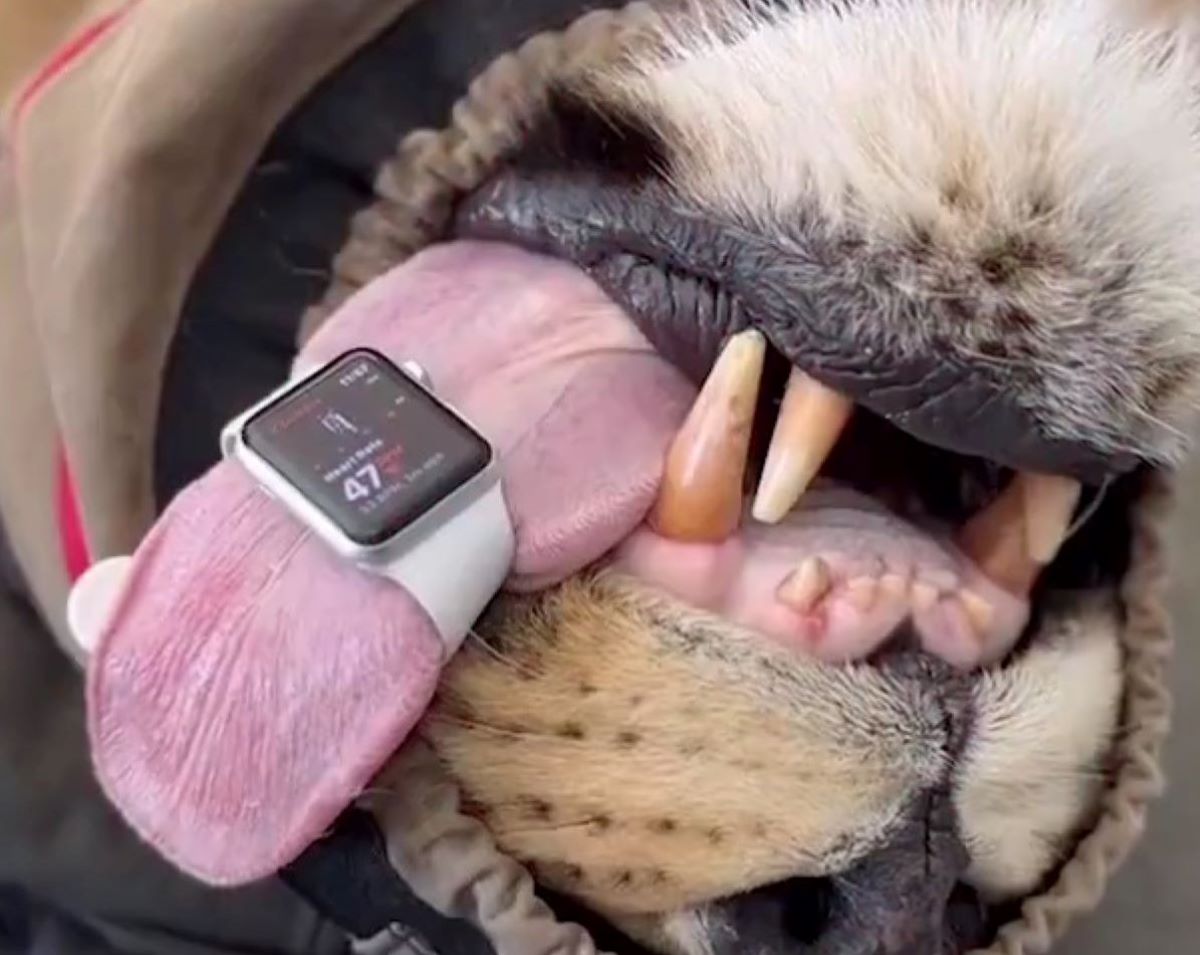 Αυστραλία: Γενναία κτηνίατρος χρησιμοποιεί Apple Watch για να παρακολουθεί την καρδιά λιονταριού
