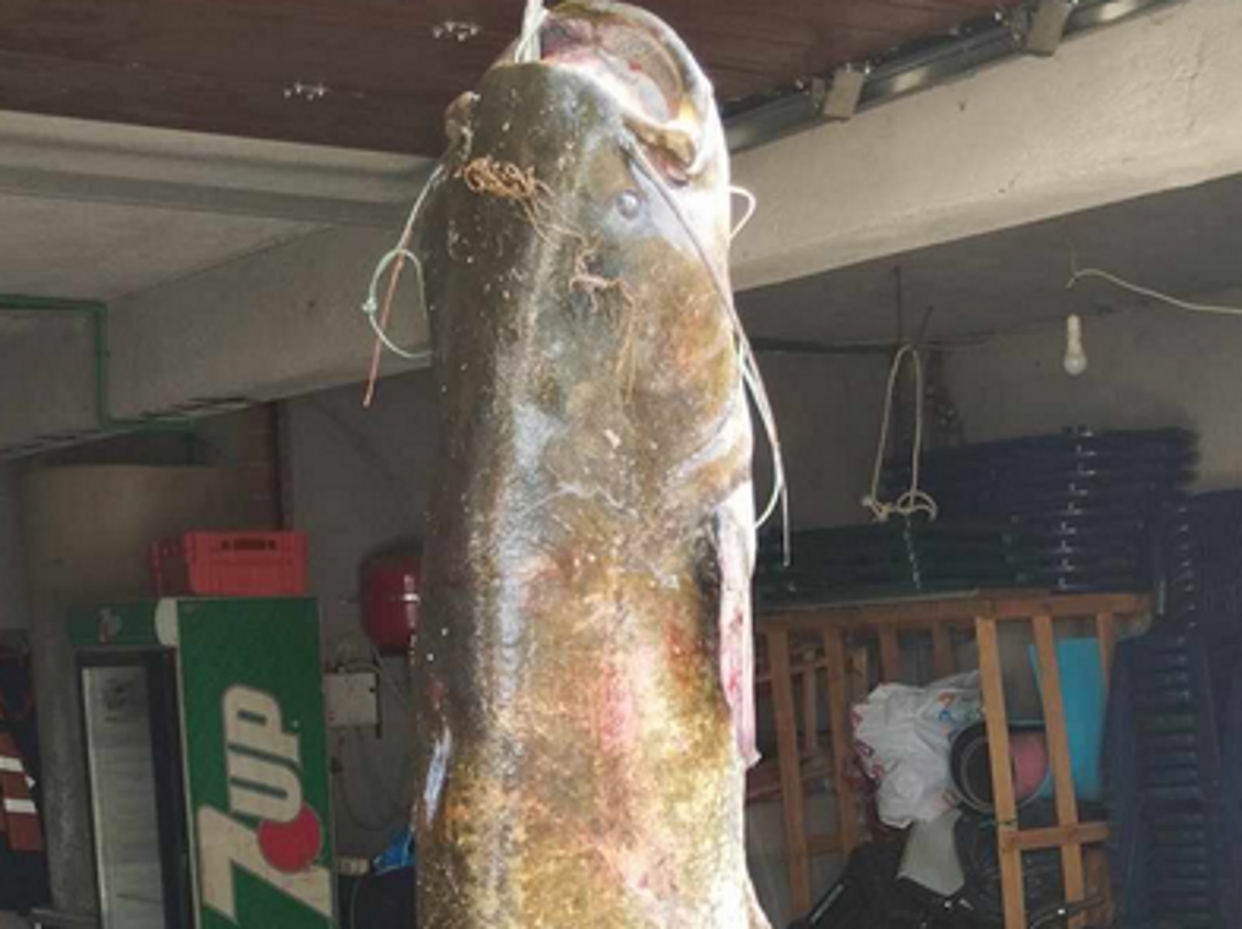 Κοζάνη: Γουλιανός 50 κιλών στα δίχτυα ψαράδων στη λίμνη Πολυφύτου
