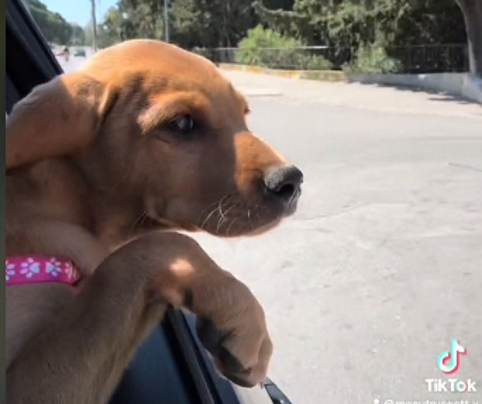 Ρόδος: Βίντεο με τον αδέσποτο σκύλο που έκλεψε την καρδιά και υιοθετήθηκε από Αγγλίδα τουρίστρια