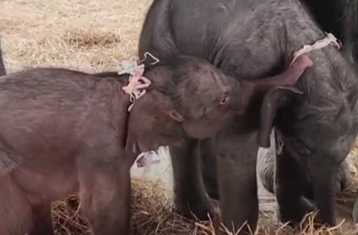 Ταϊλάνδη: Σπάνιο περιστατικό με ελέφαντα που γέννησε δίδυμα – Η μητέρα επιτέθηκε στο δεύτερο ελεφαντάκι