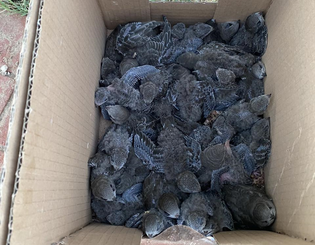 Βόλος: Καταγγελία ότι το Λιμενικό γκρέμισε κιόσκι γεμάτο φωλιές με νεογέννητα πουλιά