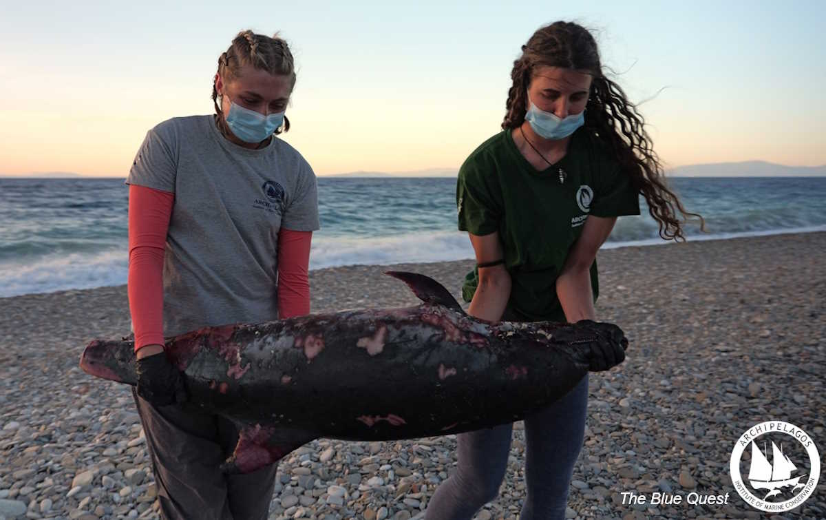 Σάμος: Ακρωτηρίασαν δελφίνι και το άφησαν να πεθάνει από αιμορραγία – Σοκάρει η νέα κτηνωδία