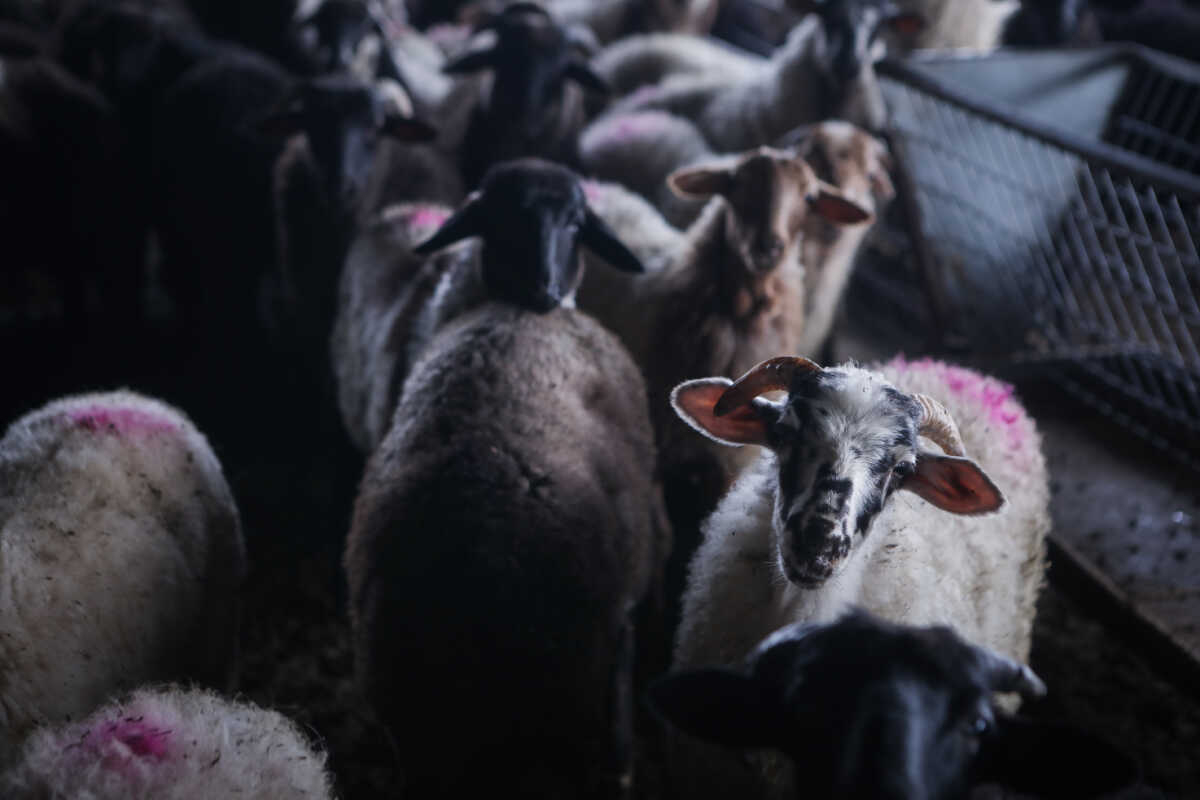 Πανώλη στα αιγοπρόβατα: Πότε και πώς θα καθοριστεί η αποζημίωση στους κτηνοτρόφους