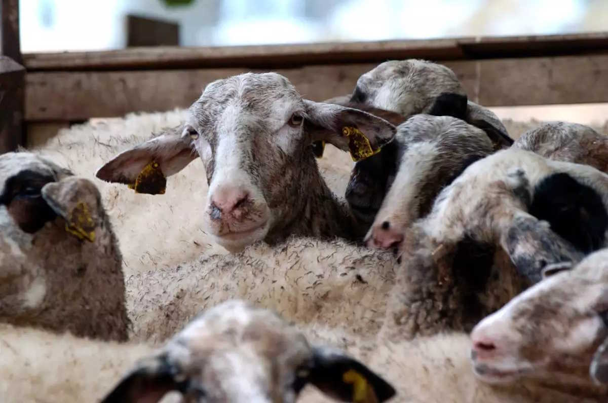 Πανώλη στα αιγοπρόβατα: Συναγερμός για κρούσματα και στο Ηράκλειο