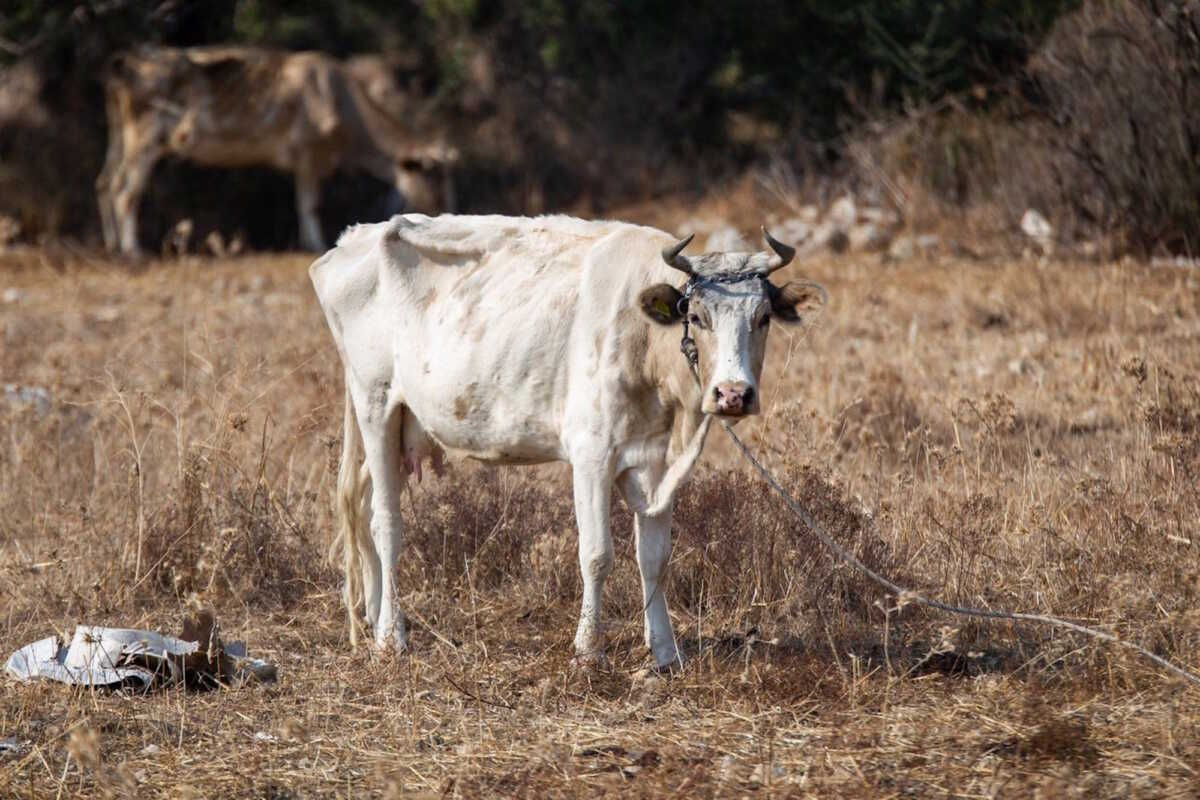 Κως: Καταγγελία για κακοποίηση αγελάδων που βρέθηκαν με τραύματα και δεμένες από το λαιμό