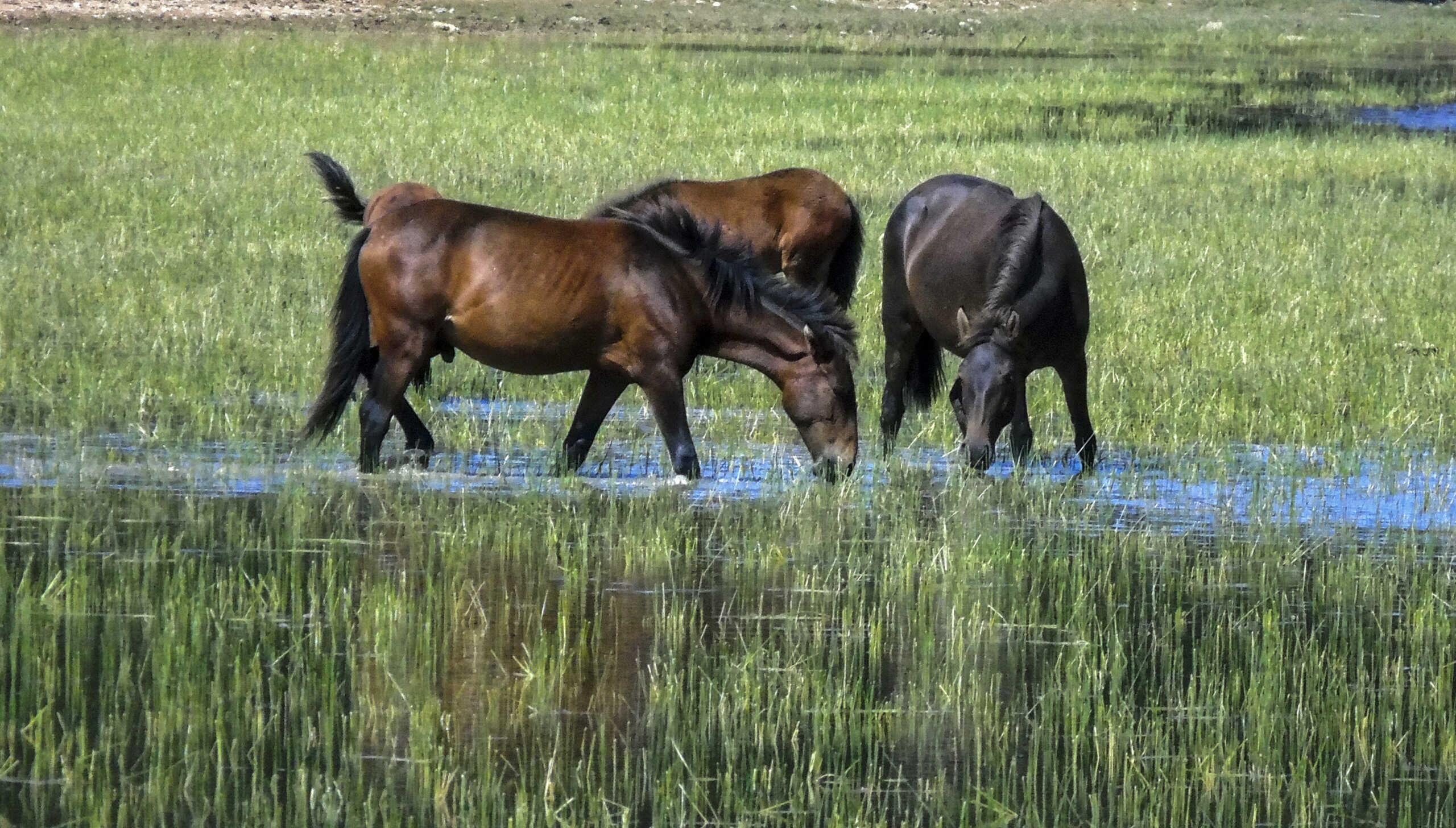 Έβρος: Νεκρά άγρια άλογα λόγω λειψυδρίας – Κάτοικοι της περιοχής γέμισαν με μπιτόνια αυτοσχέδιες ποτίστρες
