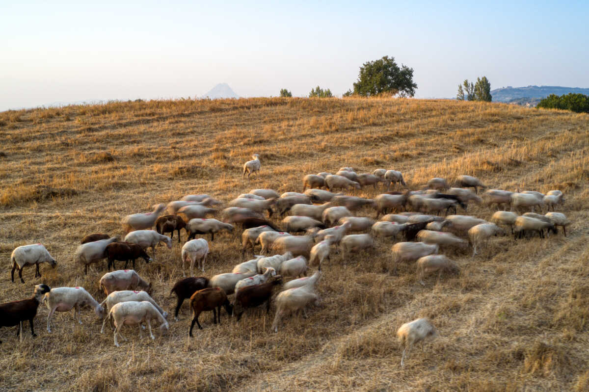 Πανώλη αιγοπροβάτων: Έχουν θανατωθεί 14.000 ζώα στην Ελλάδα, λέει ο Κώστας Τσιάρας 