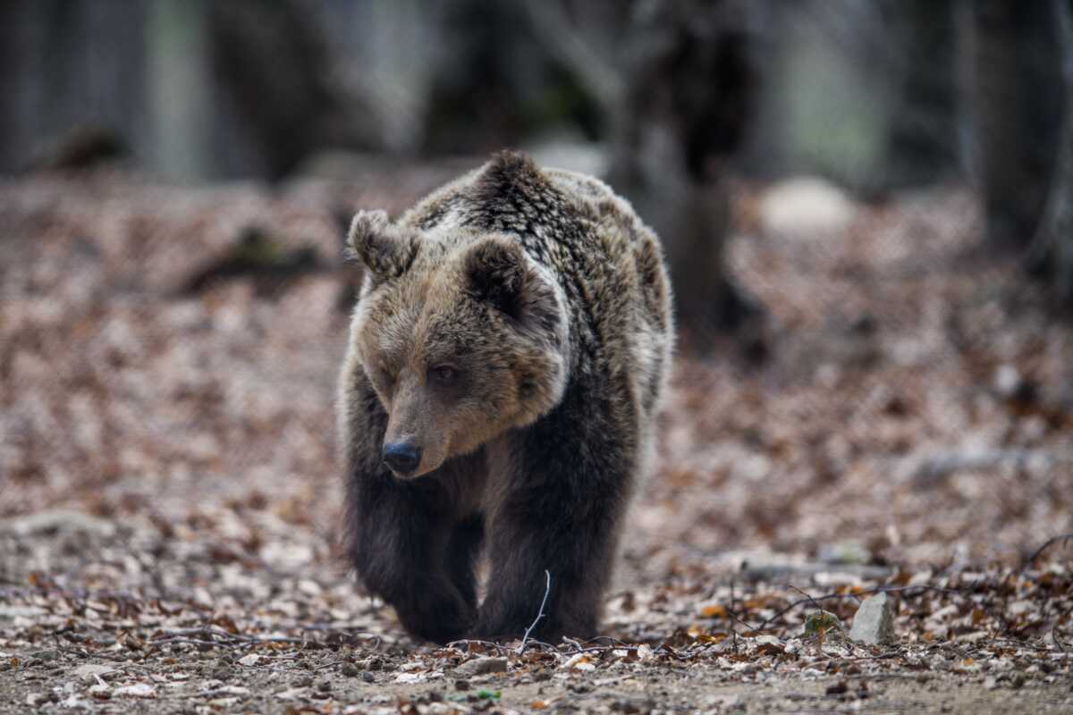 Καστοριά: Αρκούδα έκανε βόλτες στο Άργος Ορεστικού – Την έδιωξαν με κροτίδες